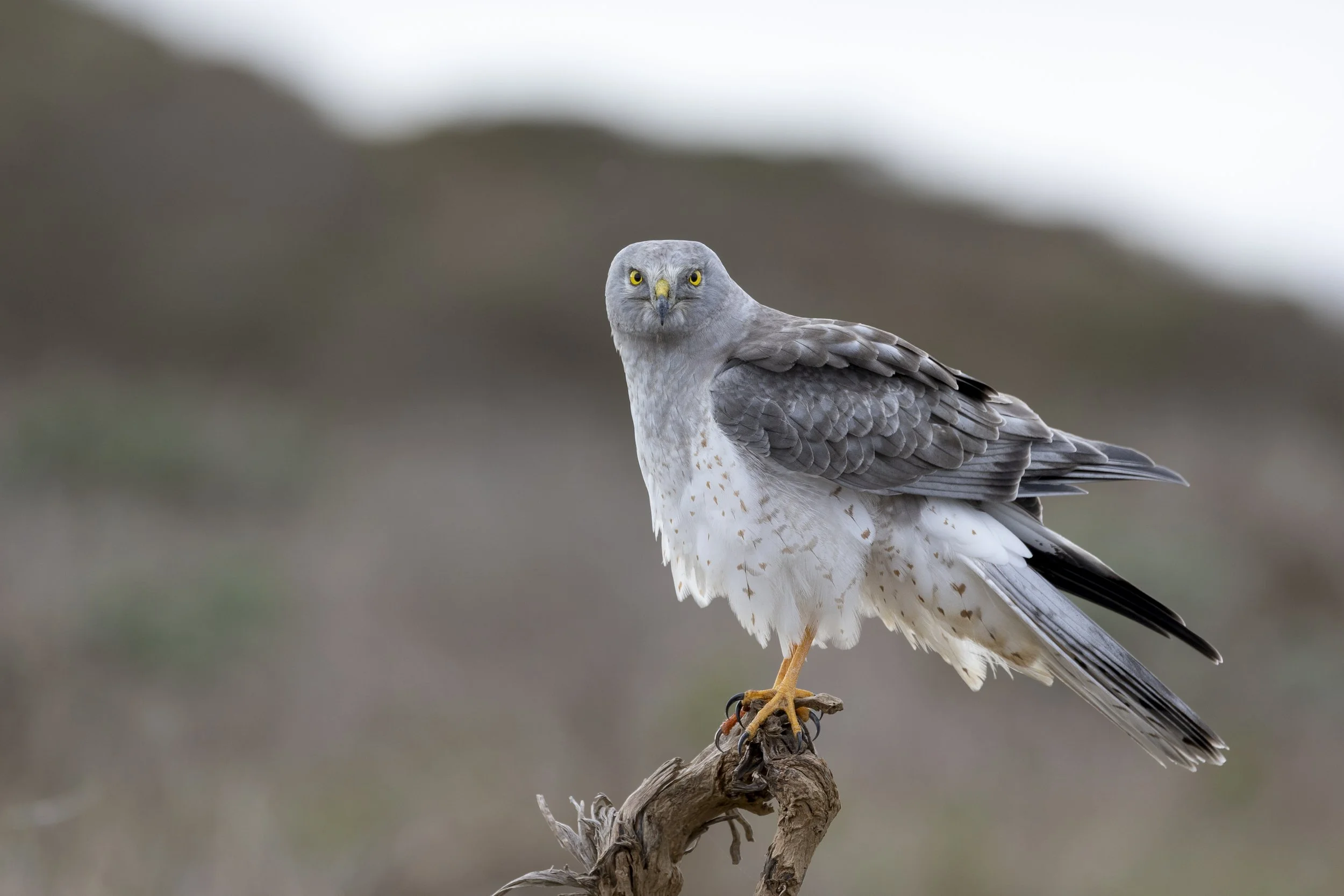 WILDLIFE