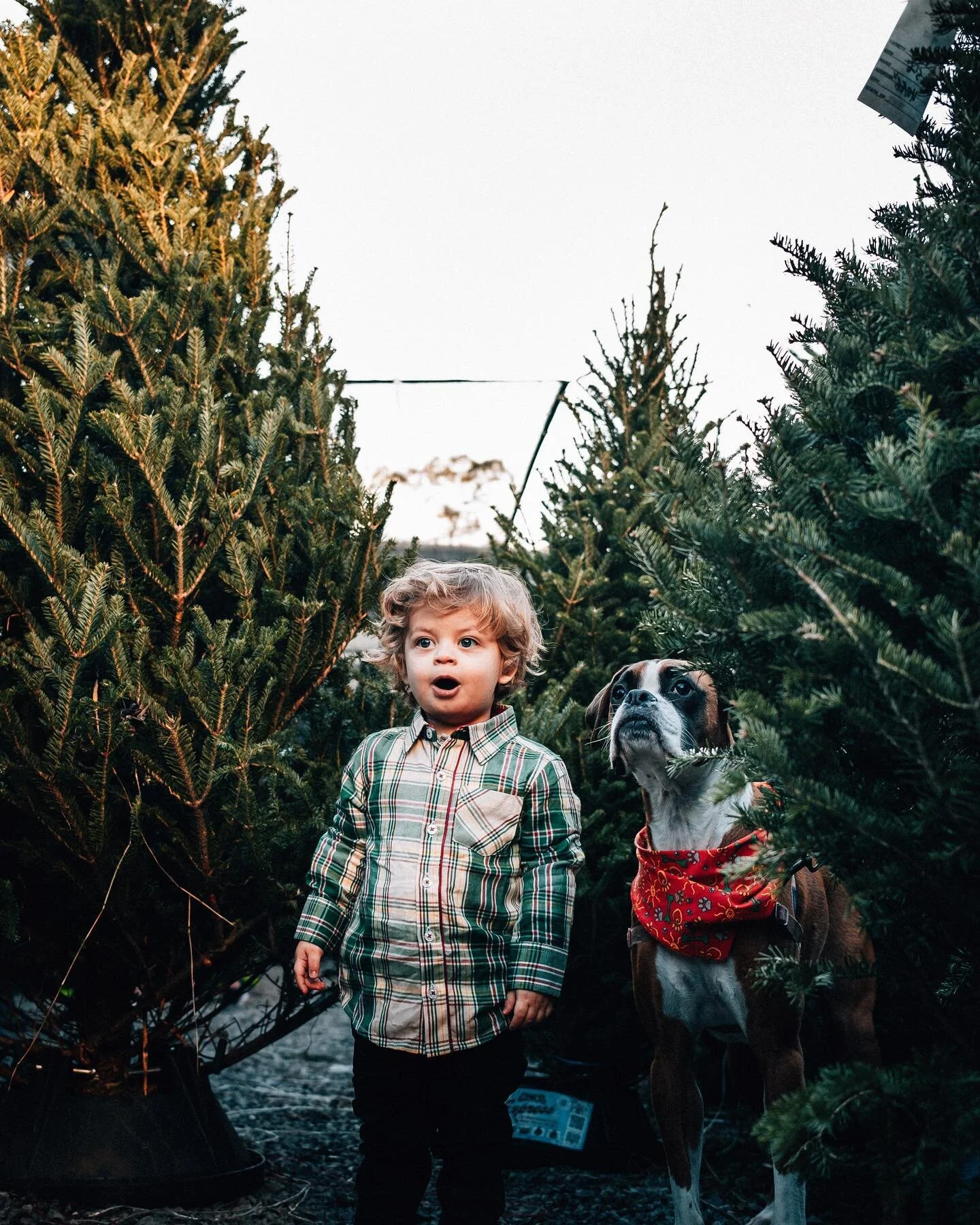 When you hear Santa&rsquo;s coming soon
&bull;
&bull;
&bull;
#christmas #christmastree #nephew #frankie #bigfrank #greens #fujifilmx100v #x100v #photography #photo  #holiday #winter #framez #nola #neworleans #urbangarden #trees #outdoors #treeshoppin
