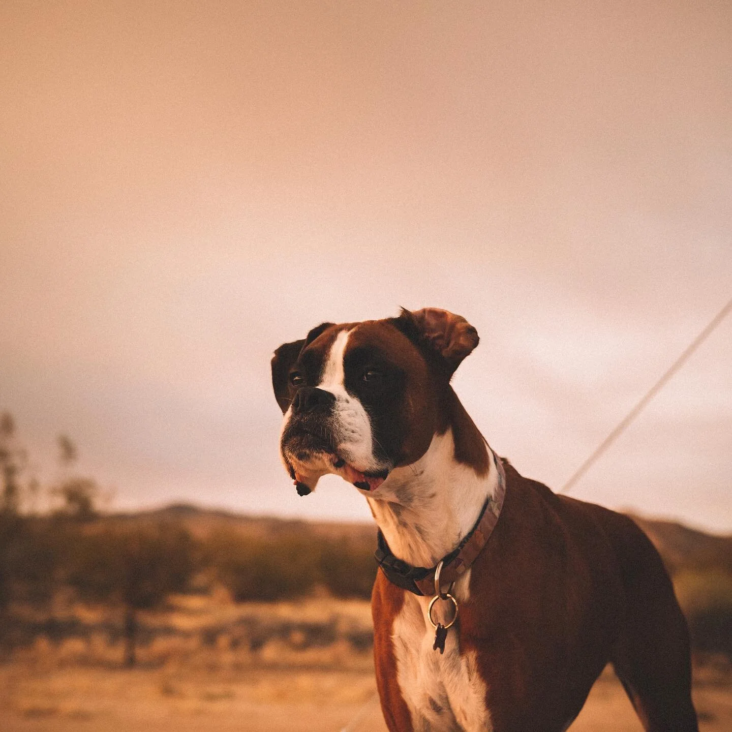 Father of a 5 year old
&bull;
&bull;
&bull;
#california #joshuatree #desert #views #canon #canon5dm4 #fujifilmx100v #x100v #photography #photo  #desertlife #dog #boxer #framez #dog #boxerpup #birthday #happybirthday