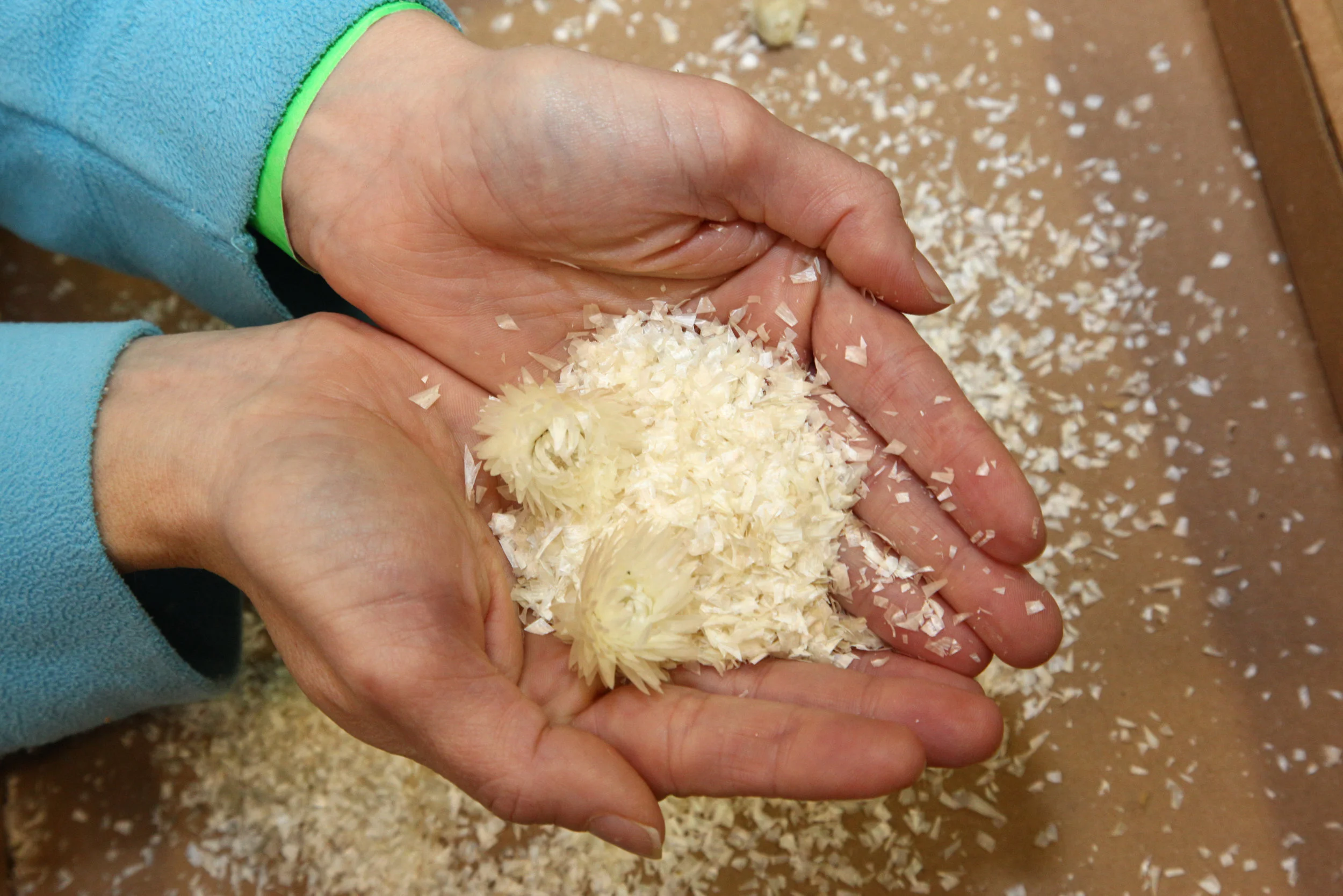 ...into small pieces that were put through a blender to make ever finer raw material. (Photo: Luis Ramirez)