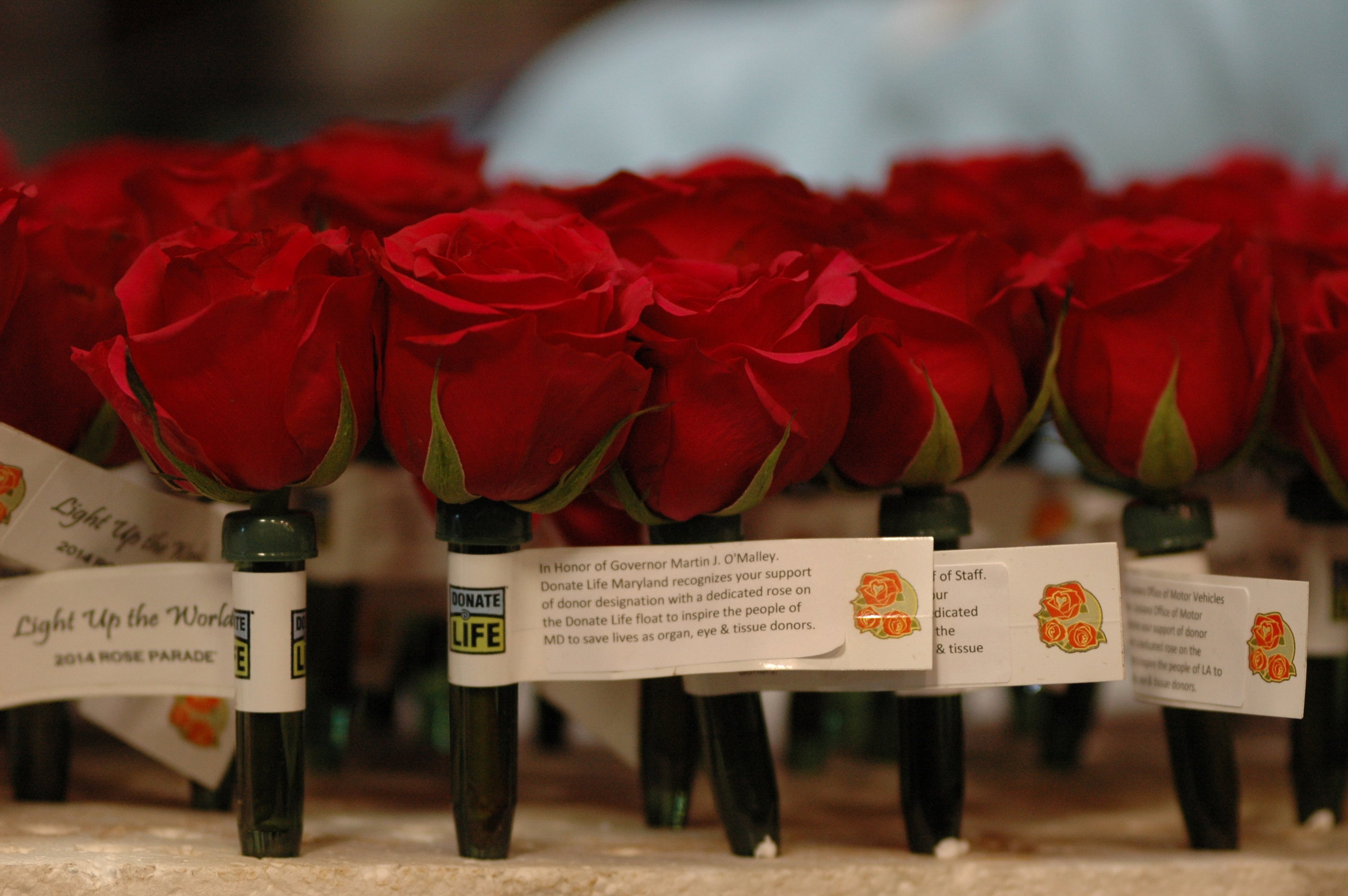 Thanks to the support of The Order of St. Lazarus, state donor registries nationwide recognized their state officials and motor vehicle agencies with roses in the dedication garden. (Photo: Scott Weersing)
