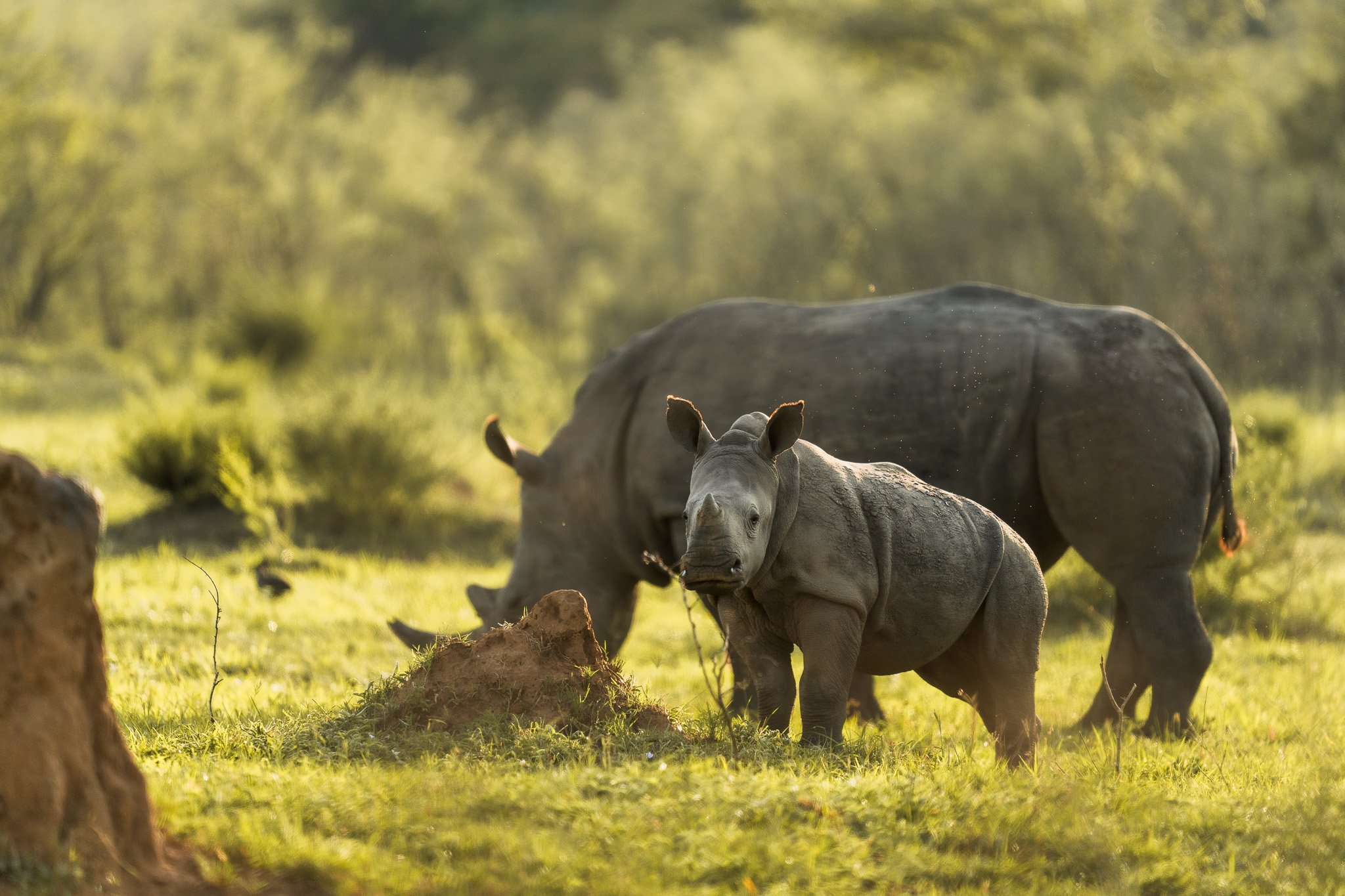 Rhino_Wilderness Magashi Peninsula_Rwanda.jpg