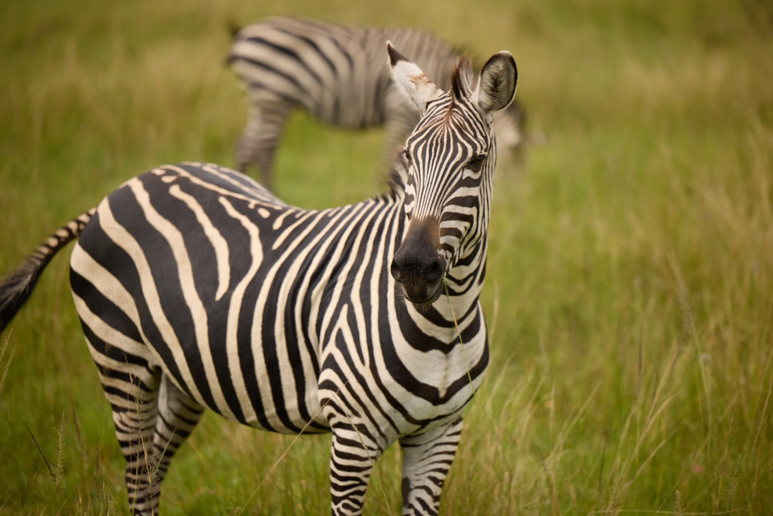 Preview_Bartick_CNT_Wilderness_CW9A0030.jpg