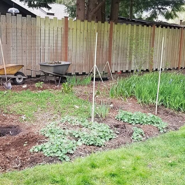Had a bee in my bonnet last fall to reclaim an area for a fenced in (deer proof) garden. I had plans drawn, seeds ordered and started and come this spring lots of time in my hands. Lots of revisions along the way, last minute irrigation plans, engine