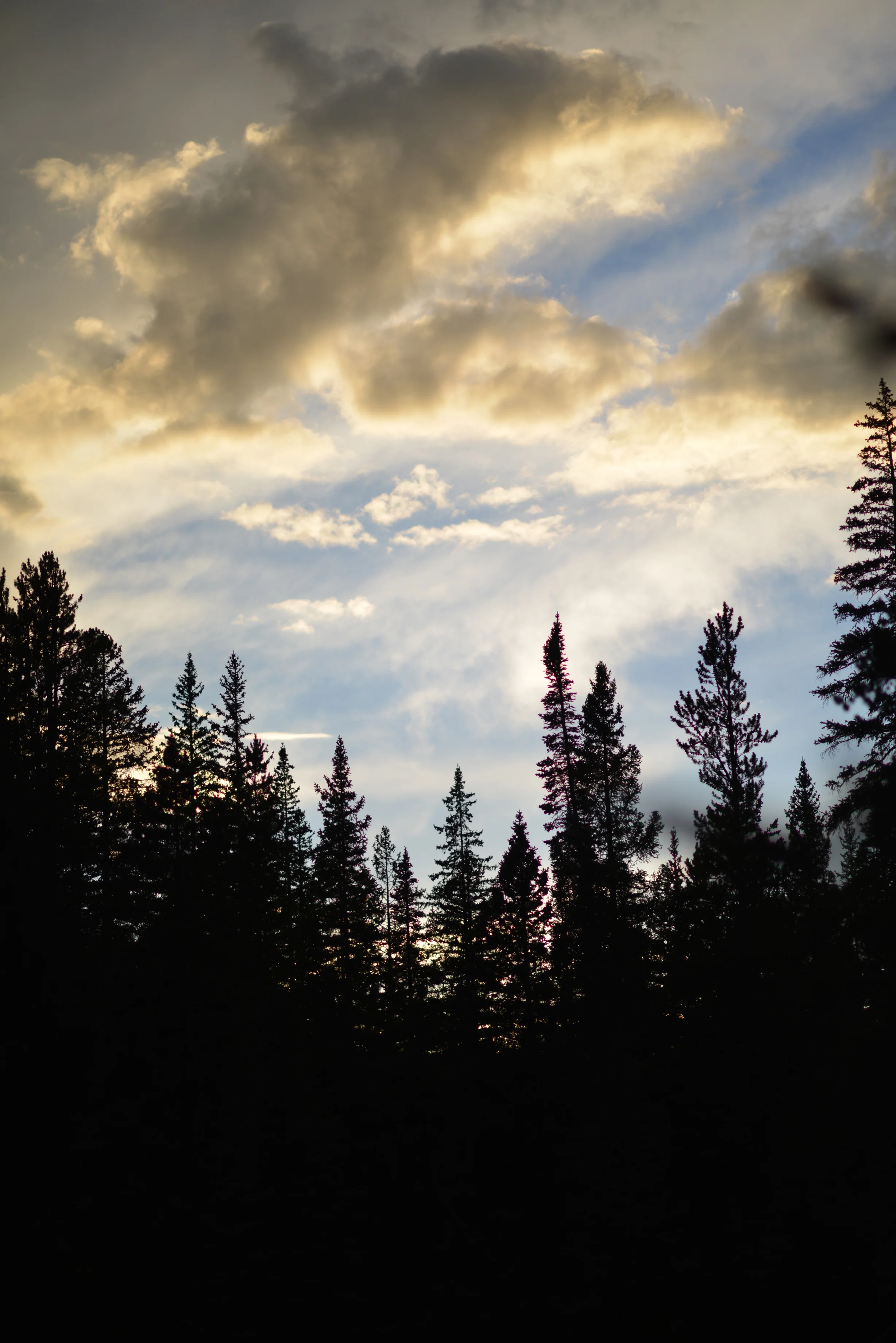 trees.jpg