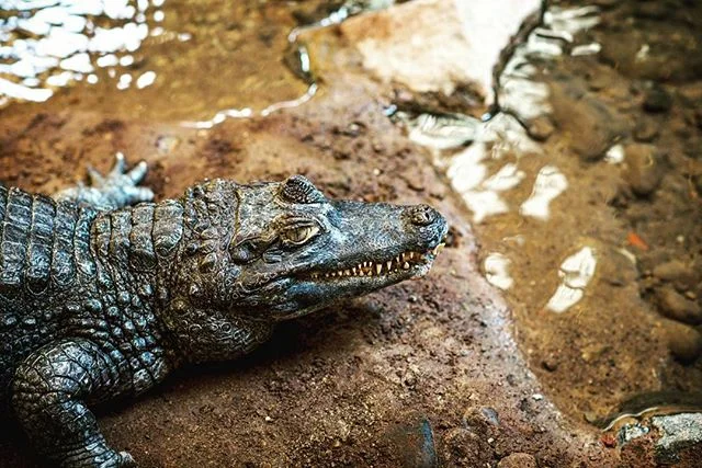 you're a strange looking dog, but I will name you fluffy.