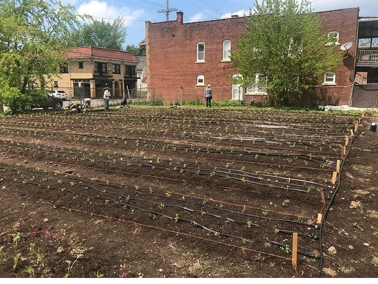 Growing Indigo in Cleveland