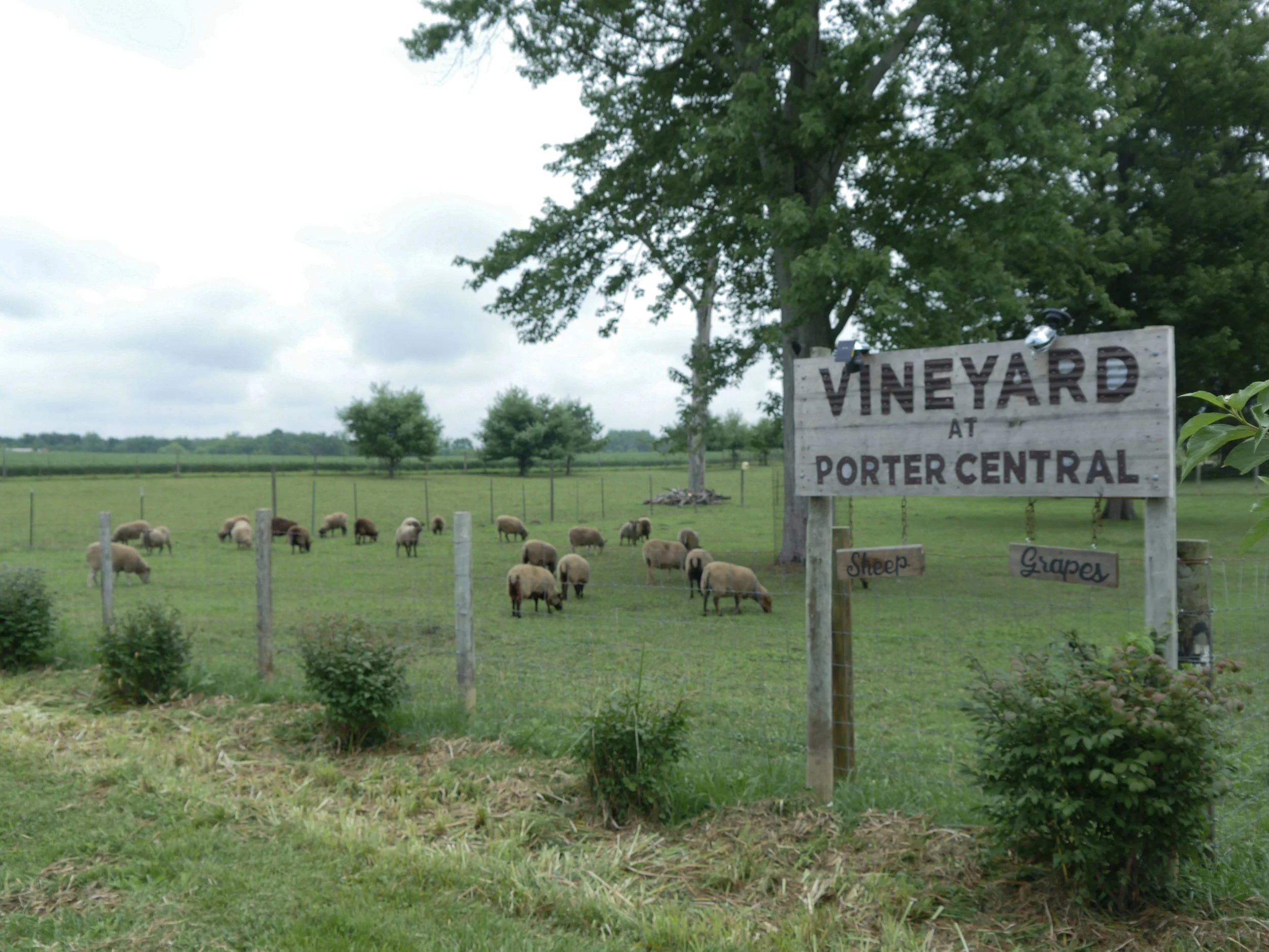 sheep and grapes.jpg