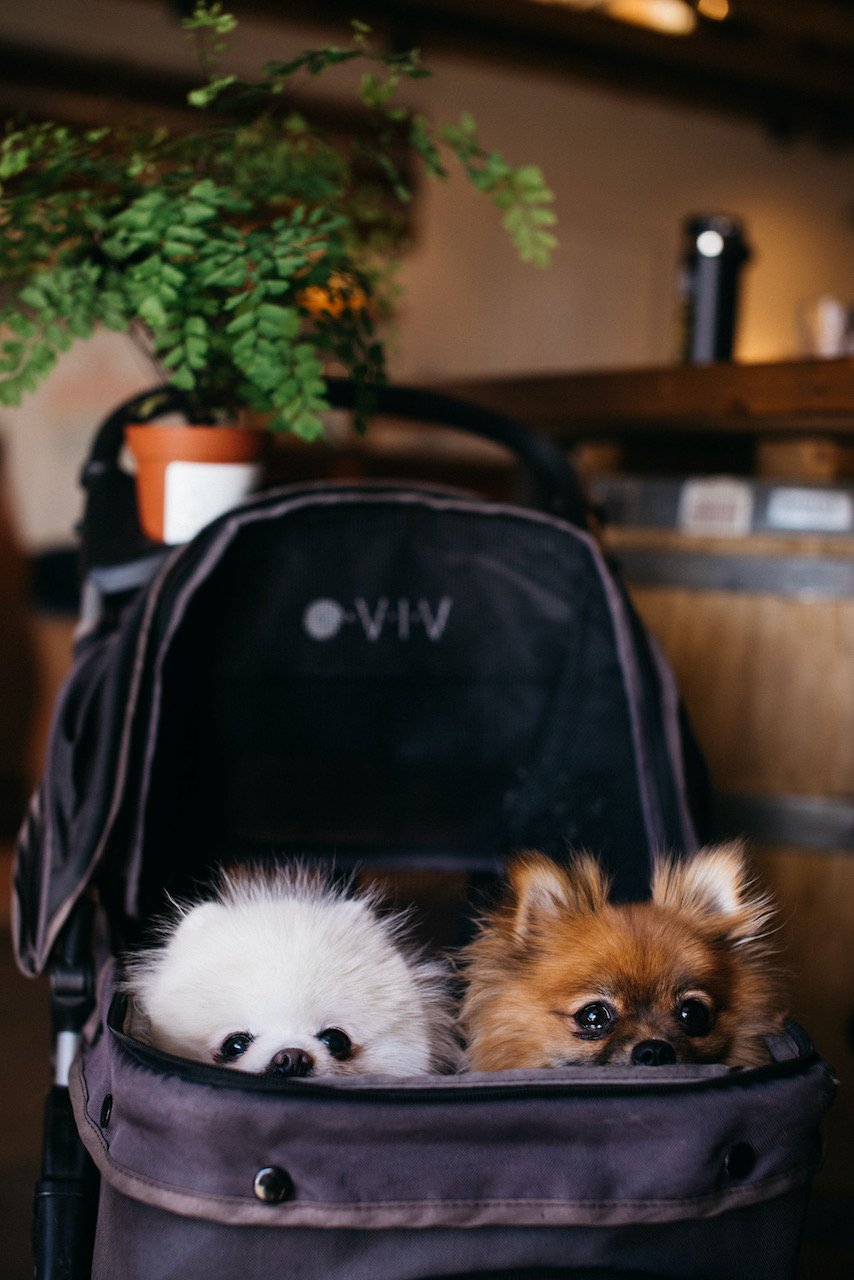 Two tiny fluffy dogs in a stroller