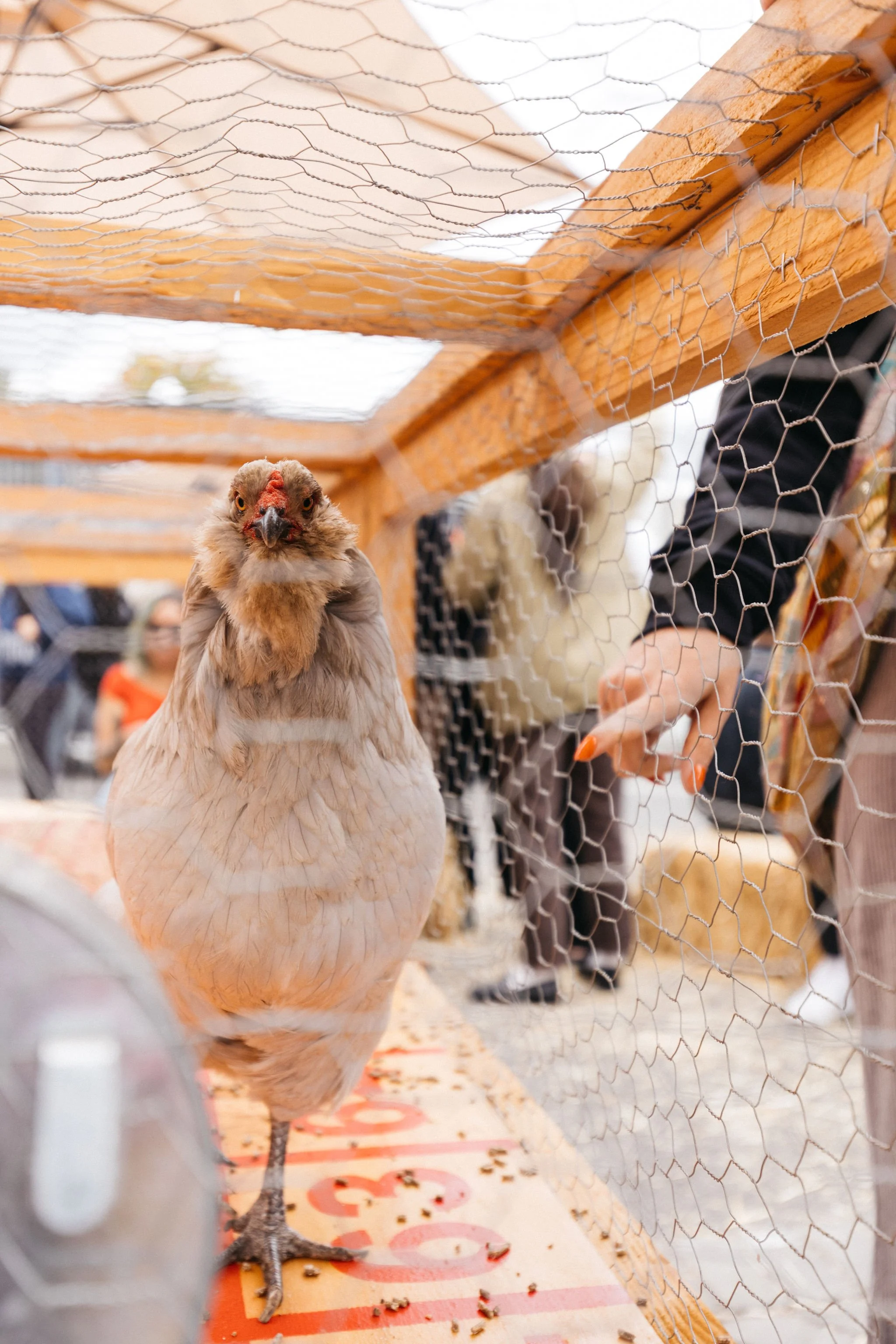 The Return of Chicken Shit Bingo