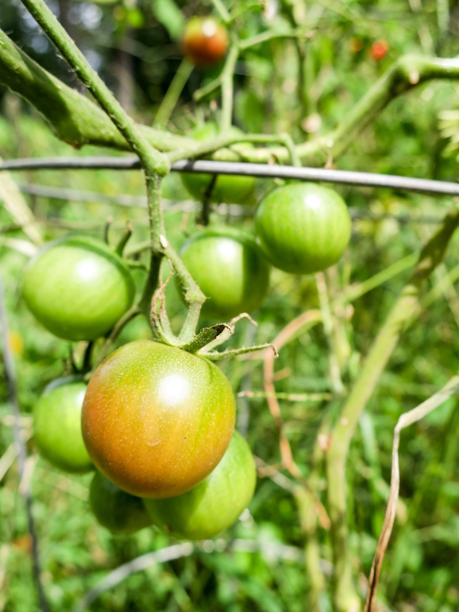 fashion by day tomatoes.JPEG