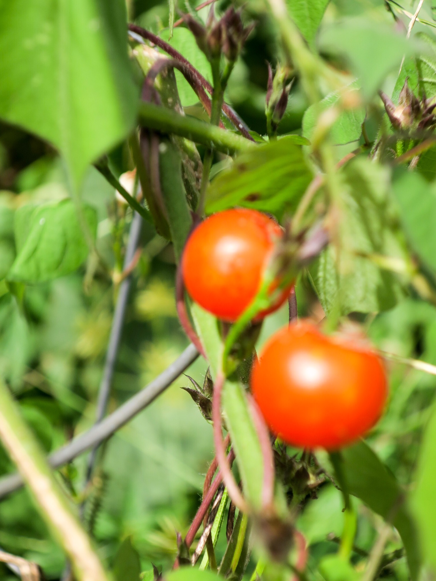 tomatoes in garden.JPEG
