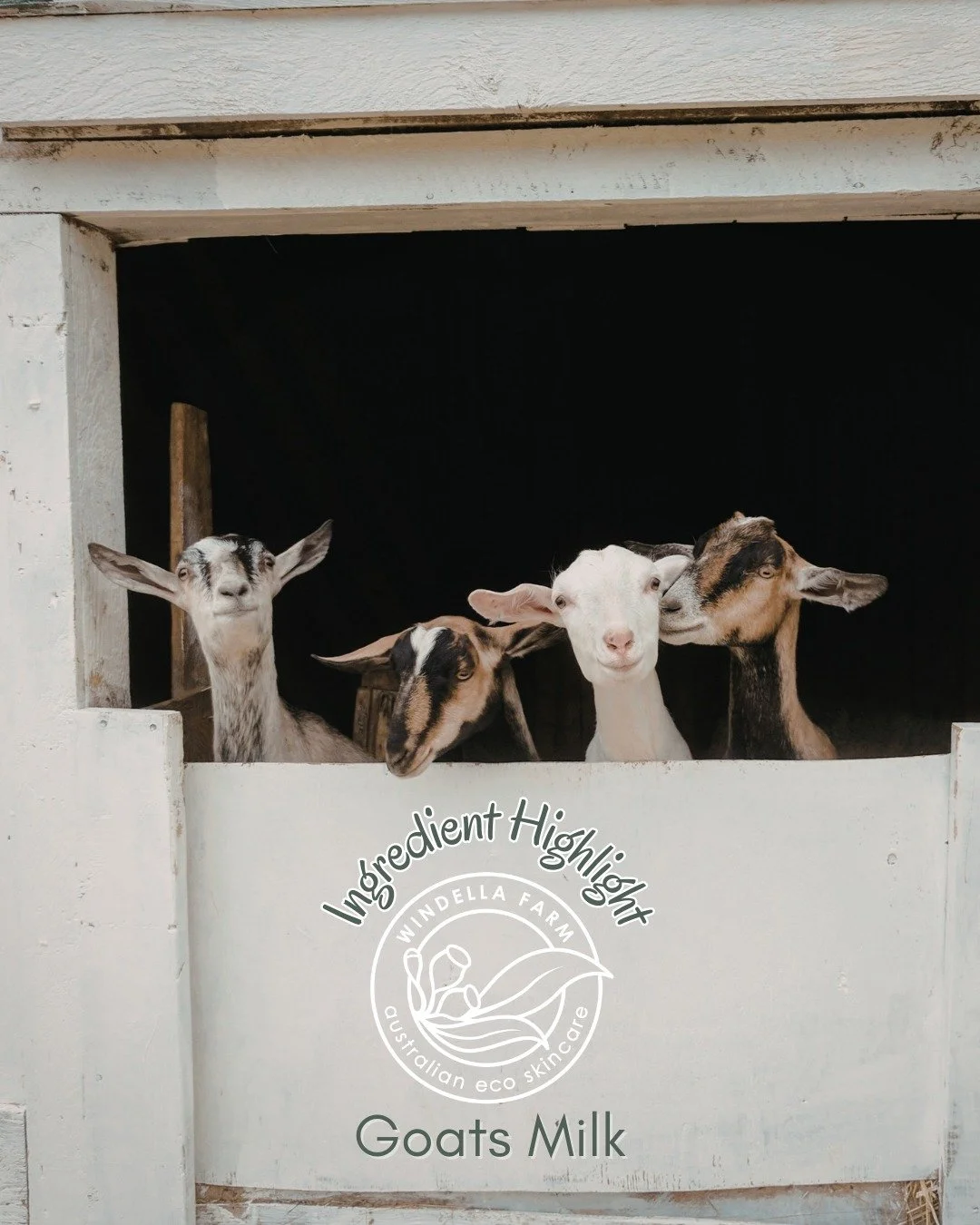 The G.O.A.T. of Glow: Why Goat's Milk is a Bathroom Essential

We&rsquo;re all about embracing the skin we&rsquo;re in&mdash;no matter how many laps of the sun we&rsquo;ve done. But let&rsquo;s be honest, as we get wiser, our skin can get a little fu