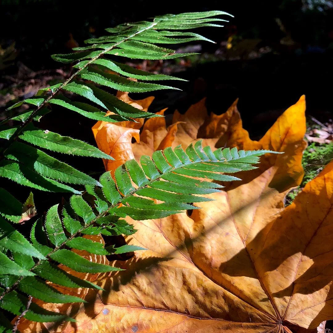 Pacific Spirit Park