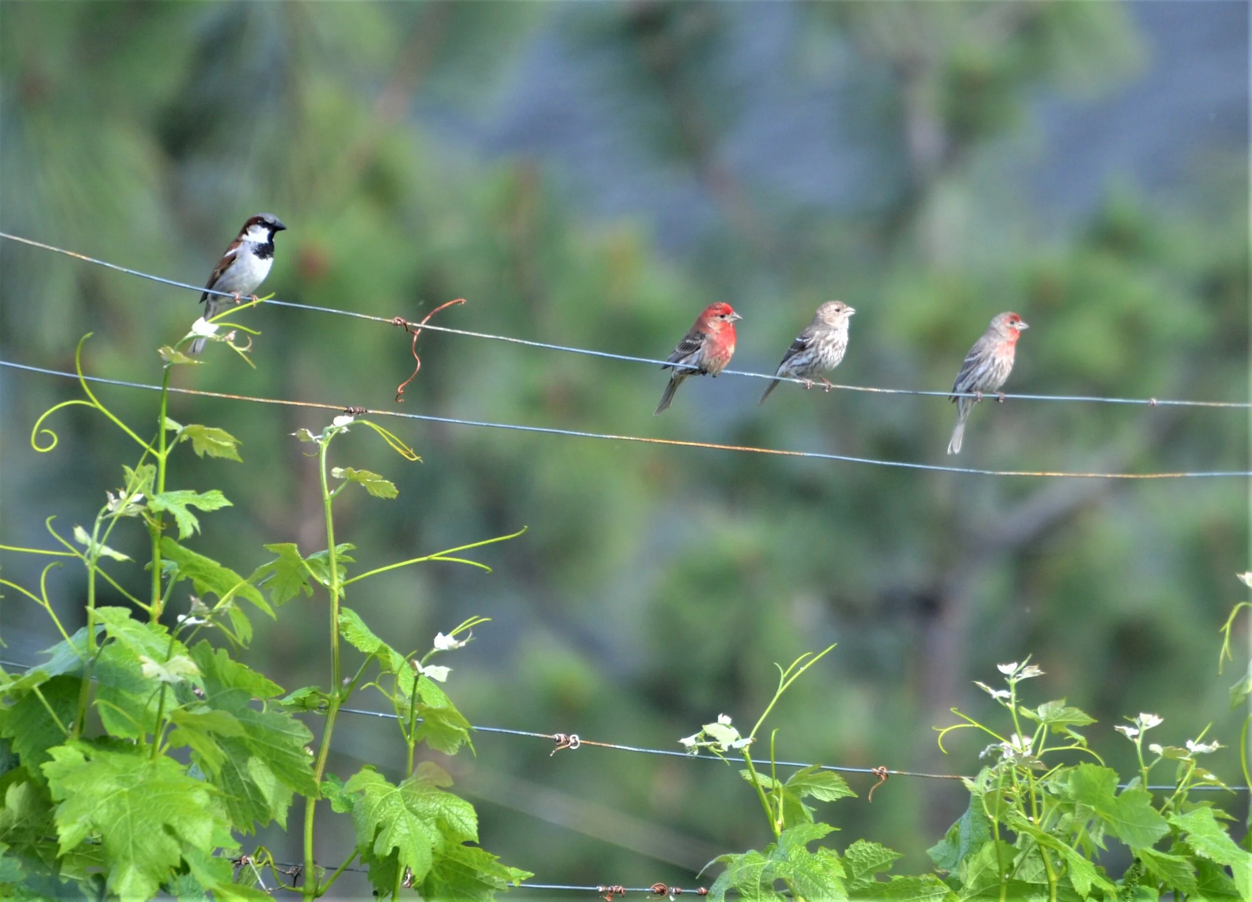 DSC_0188.JPG