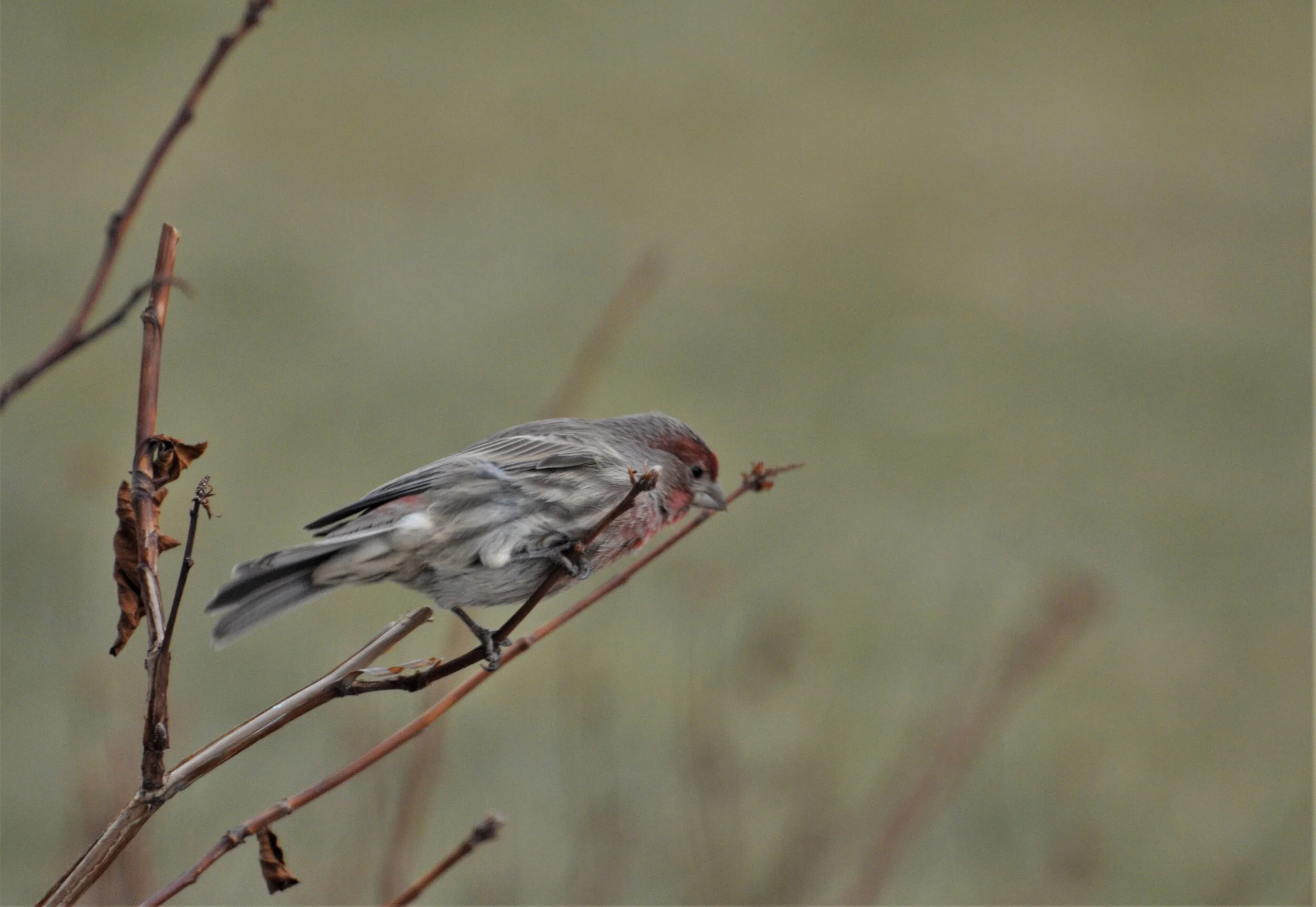 DSC_0752.JPG
