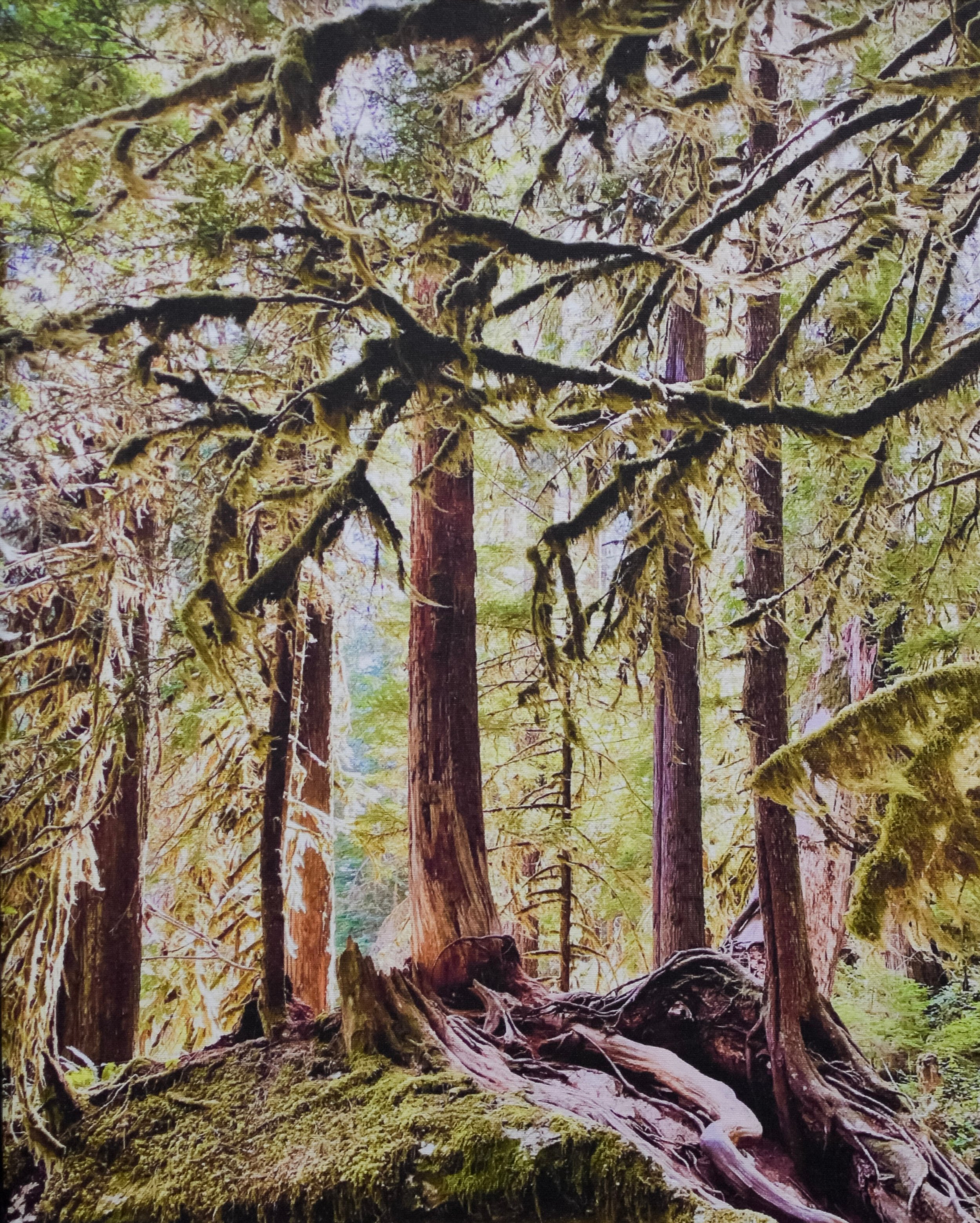 Veil of Sunlight.jpg