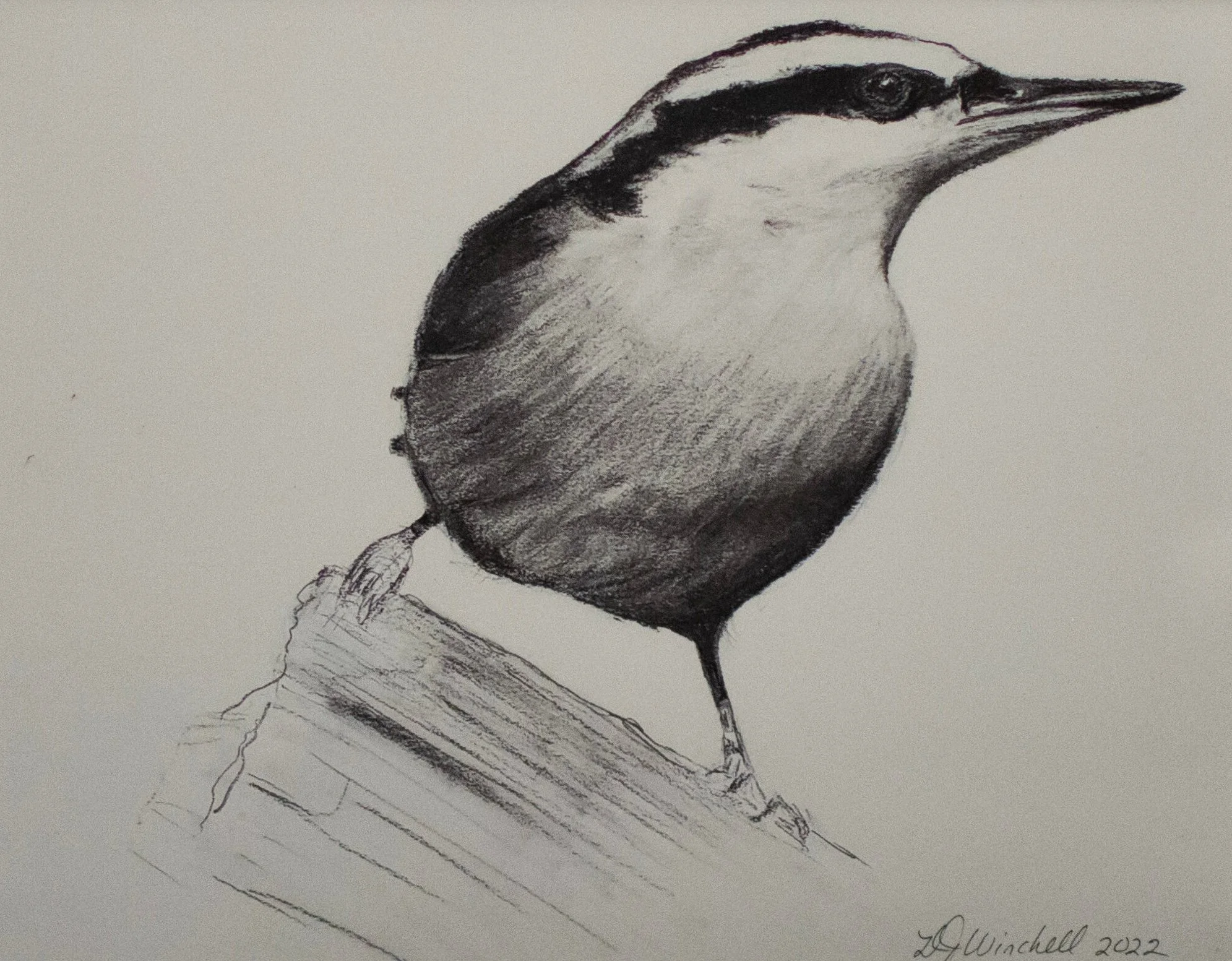 Nuthatch.jpg