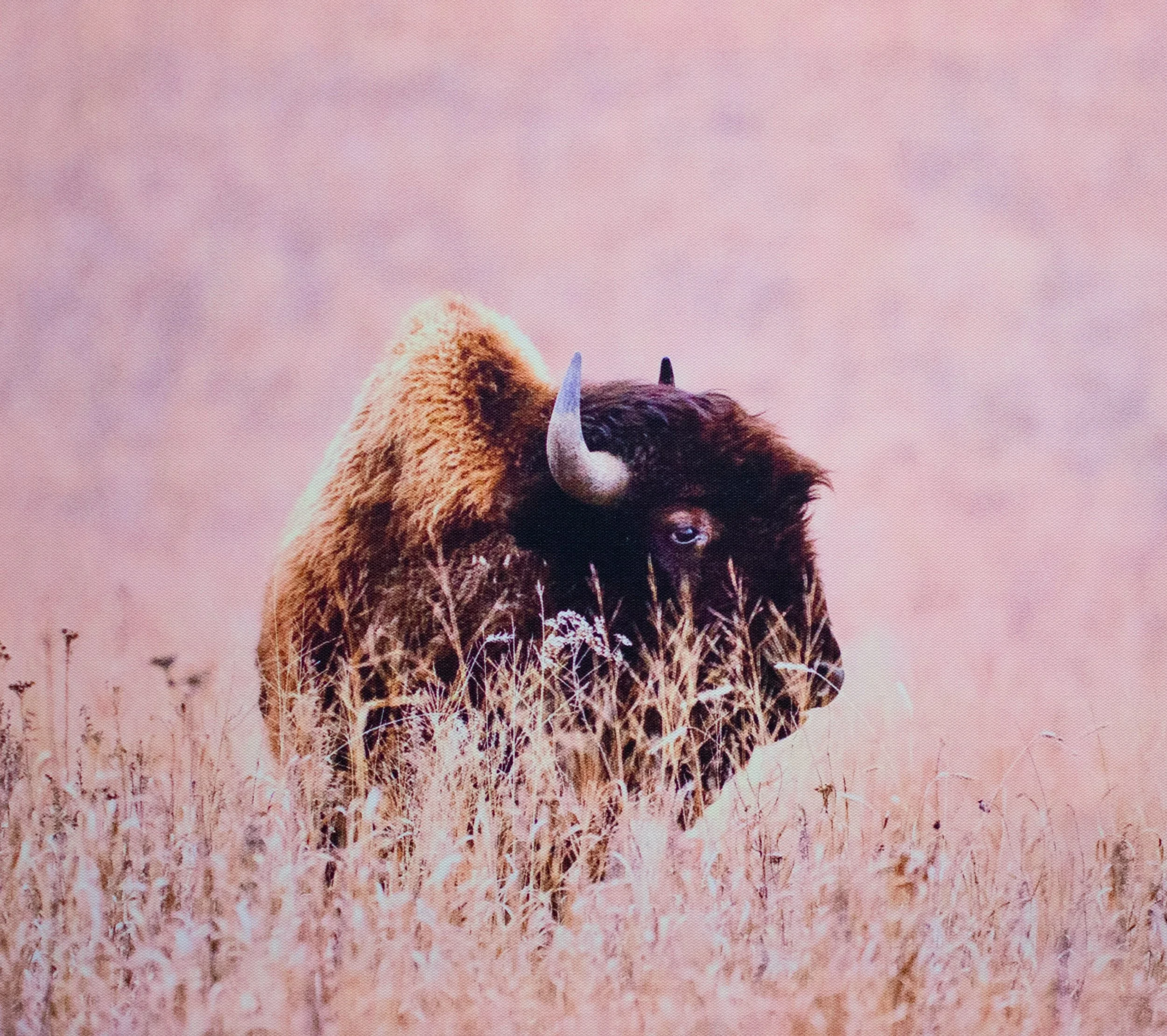 Bsion on the Plains.jpg