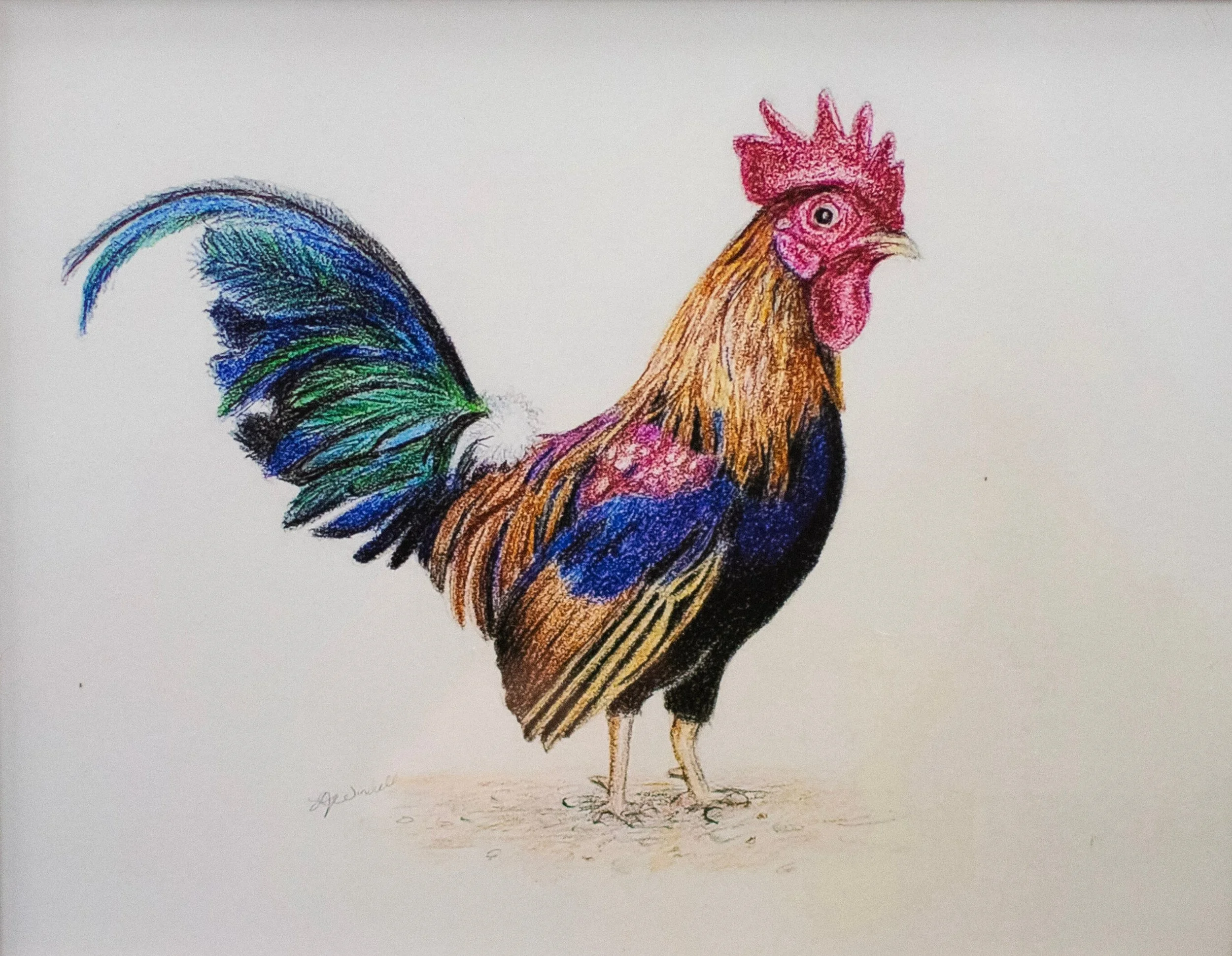 The Rooster.jpg