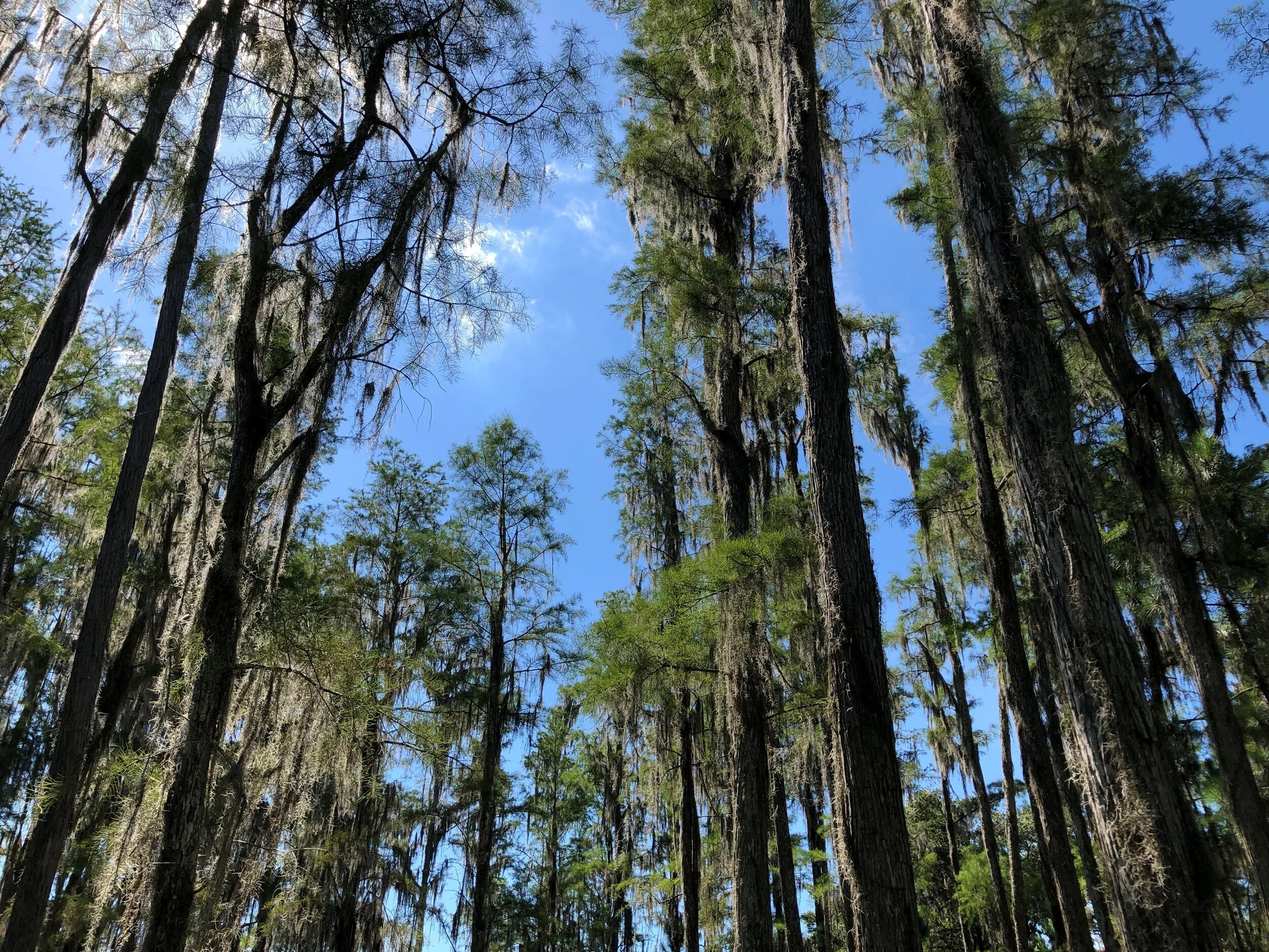 CCWF Cypress Trees.jpg