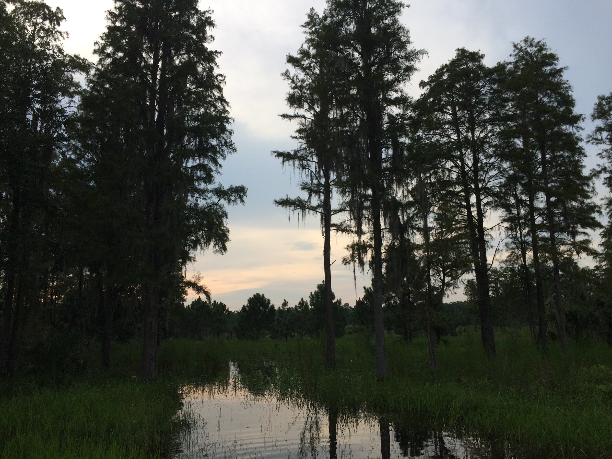 Wetland Evening 1.JPG