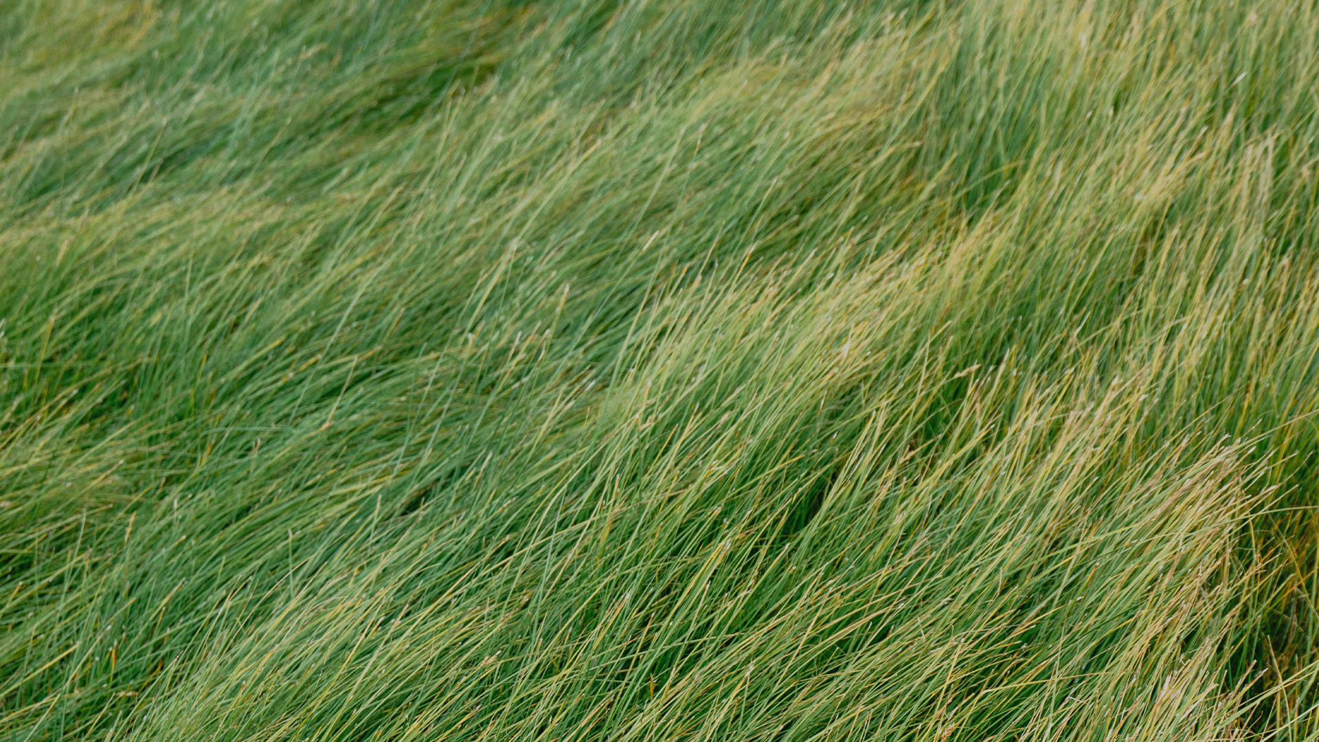 grass.png