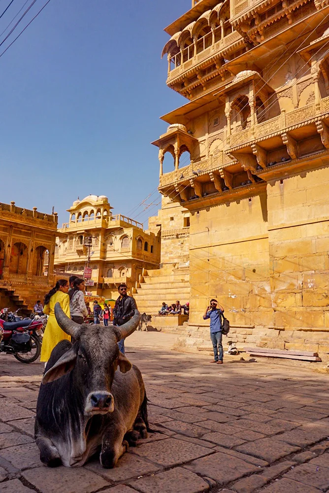 Sacred cow in front of Patwon Ki Haveli, Jaisalmer Fort