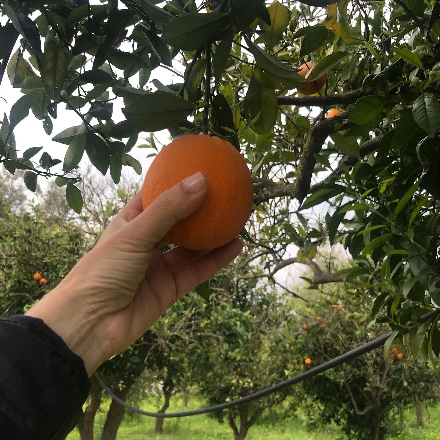 Picking oranges 🍊 🍊today 🍊enchanted by the smell of the orange blossoms 🍊 #greece🇬🇷 🇬🇷 #crete🇬🇷 #chaniagreece #orangegrove #orangeblossom #aromatherapy #naturelovers #fruits #spring #lovespring #summer2021 #vacations #visitchania #summerhou
