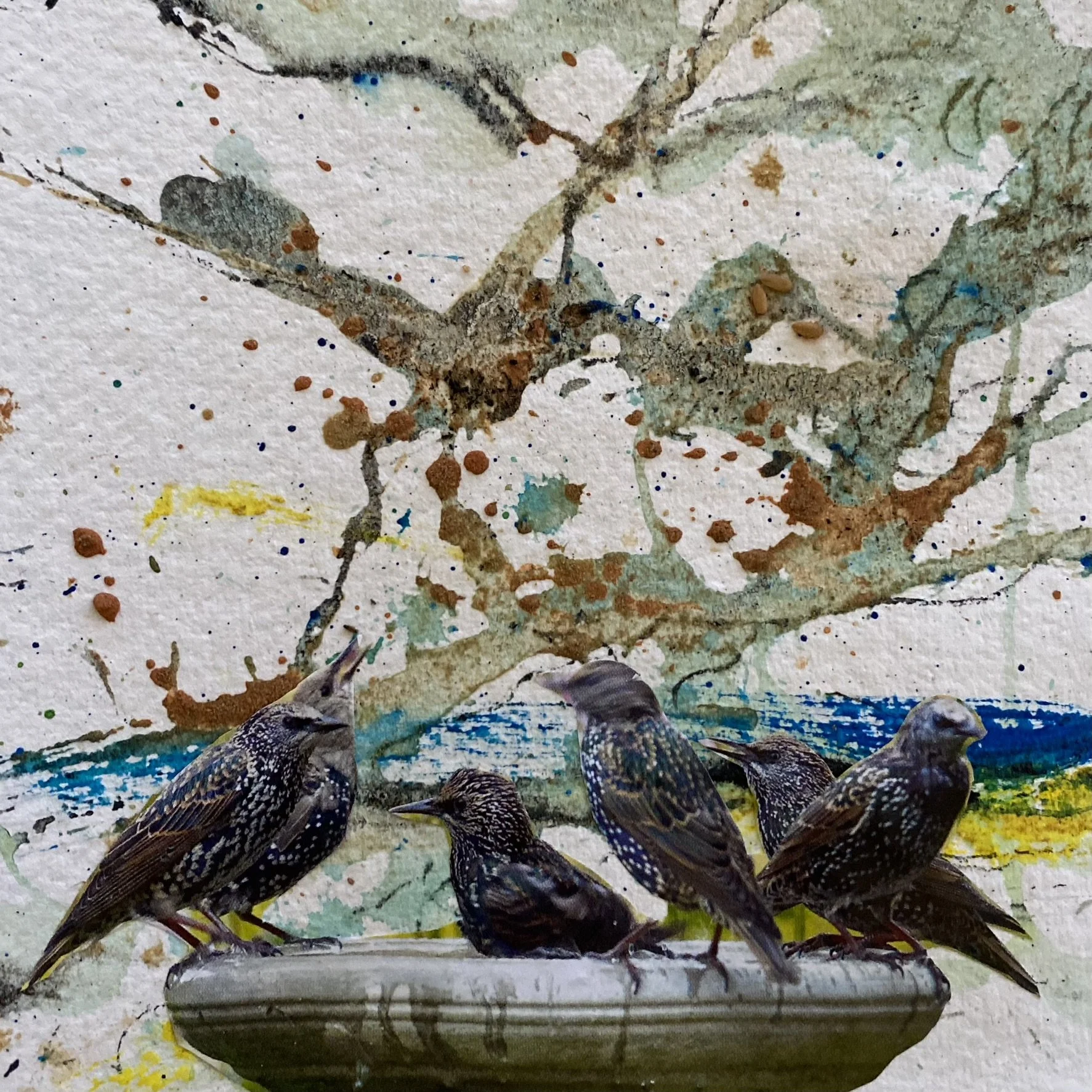 Birds Drinking