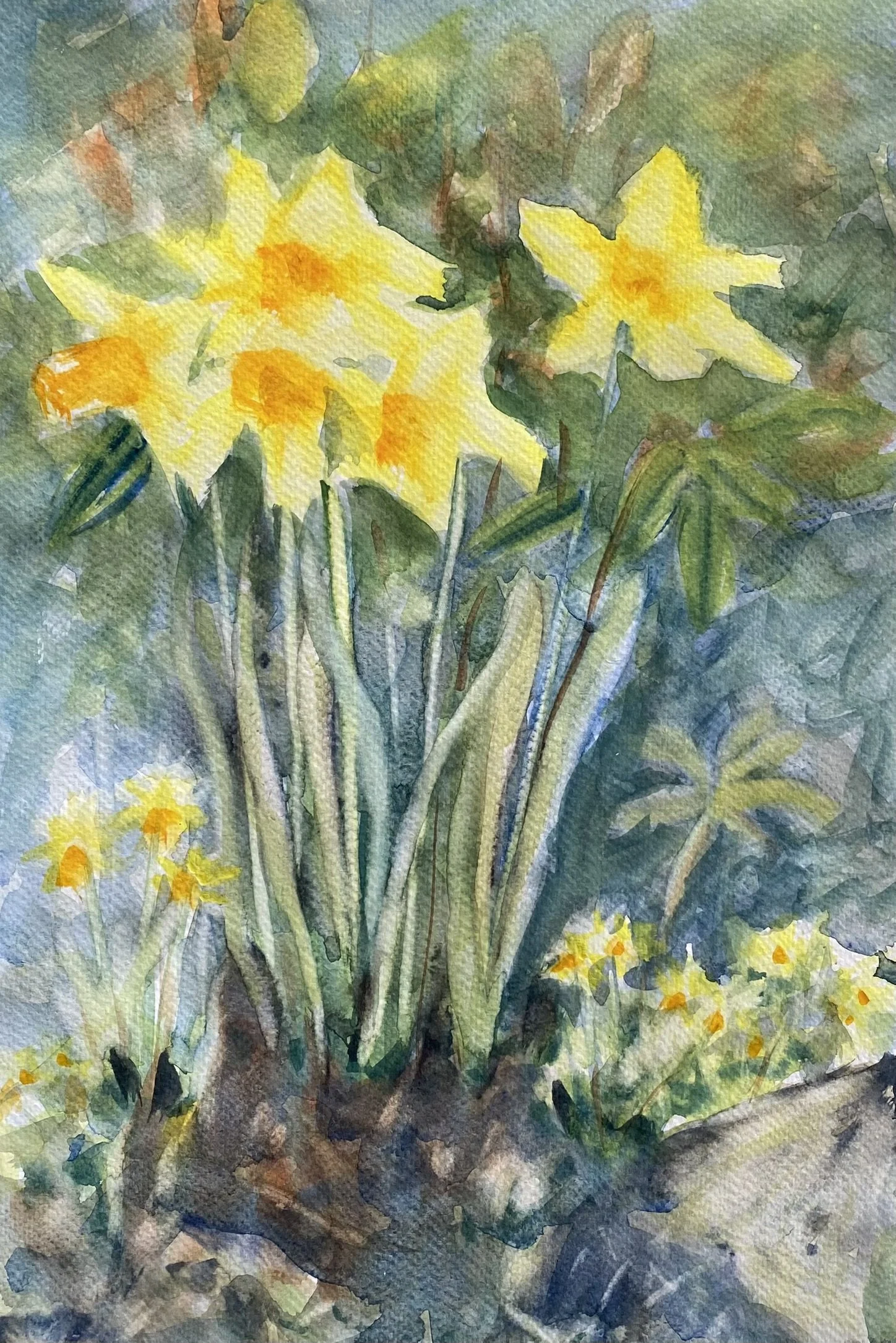 Spring Daffodils