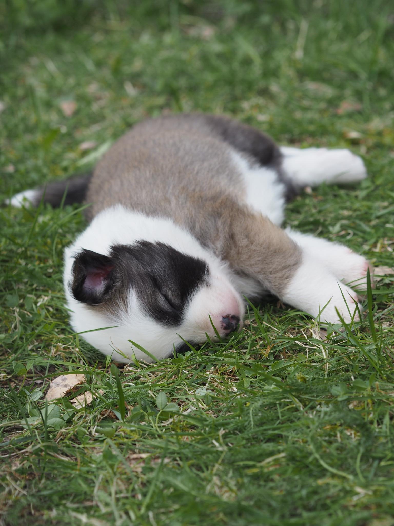 Ofeigur nukkuva pentu.jpeg