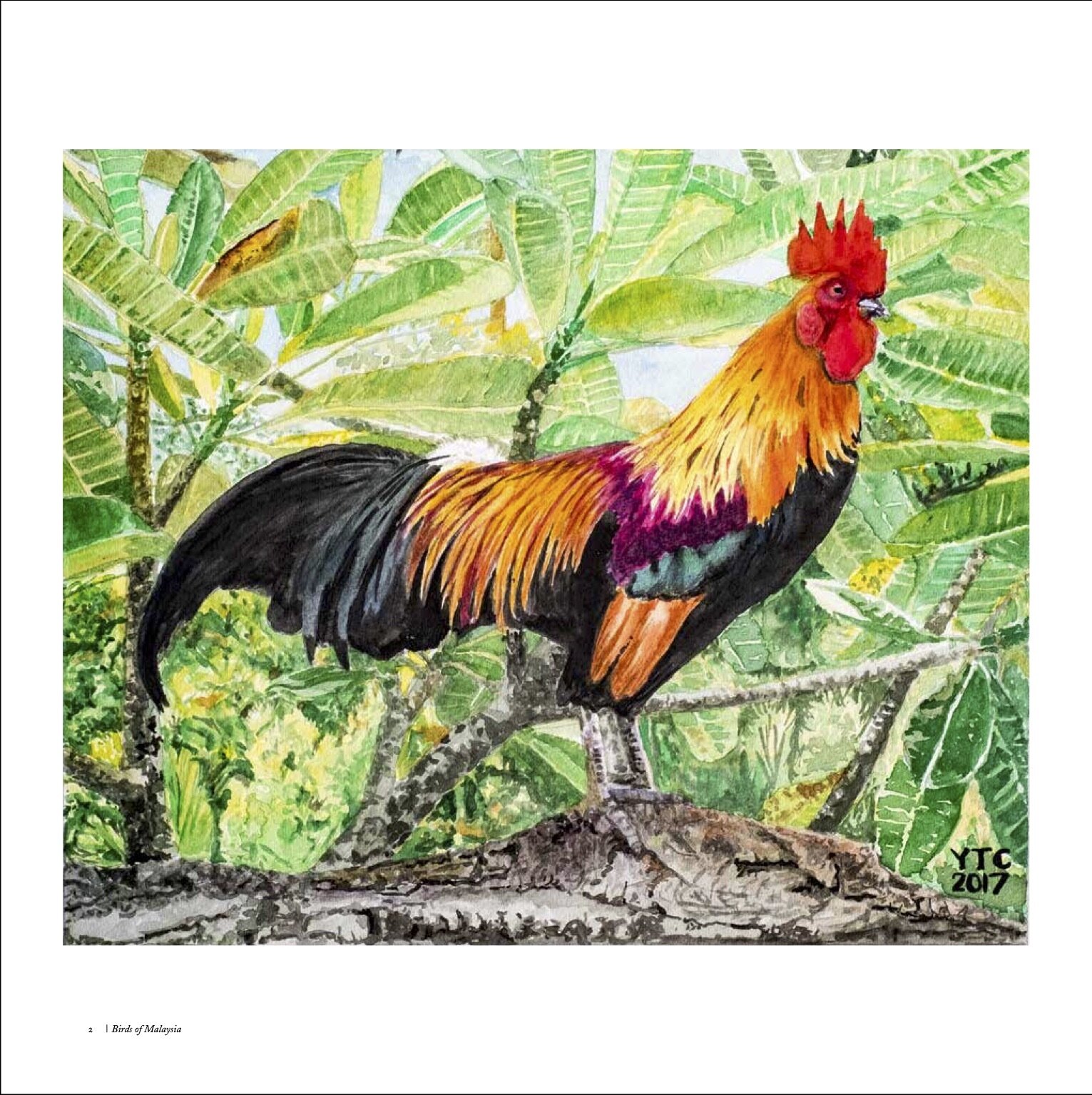 Birds of Malaysia-3a.jpeg