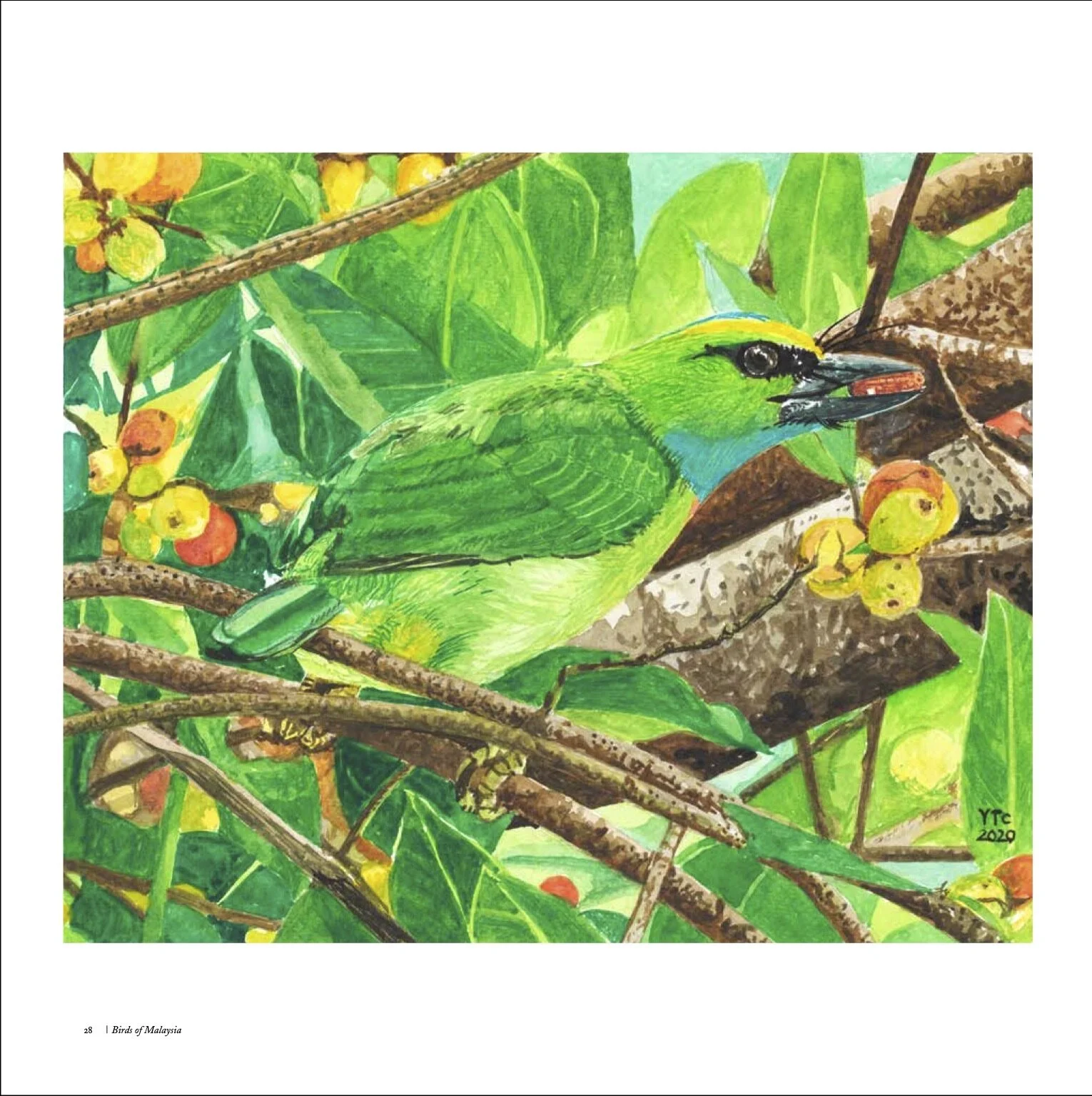 Birds of Malaysia-5a.jpeg