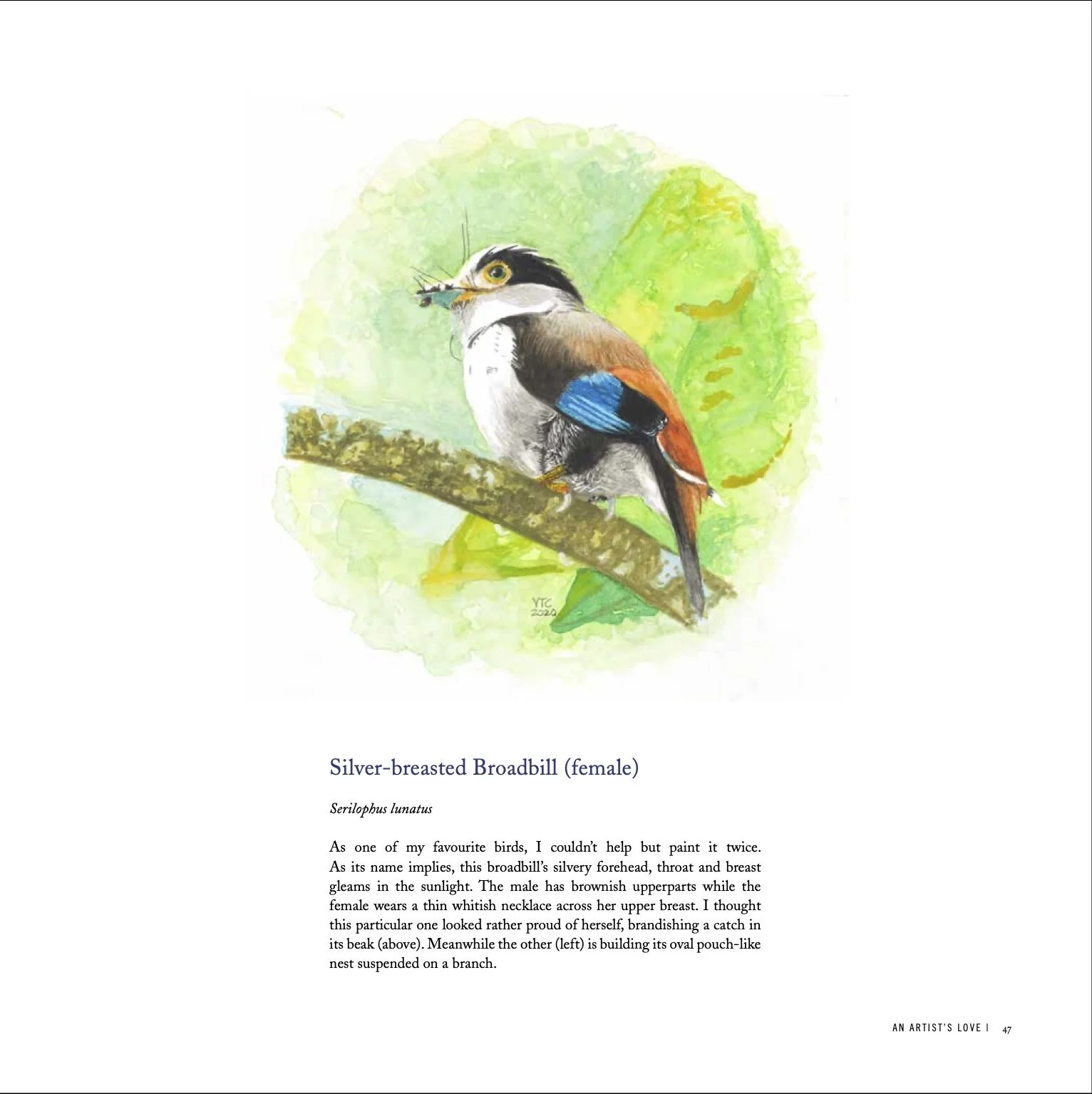 Birds of Malaysia-6b.jpeg