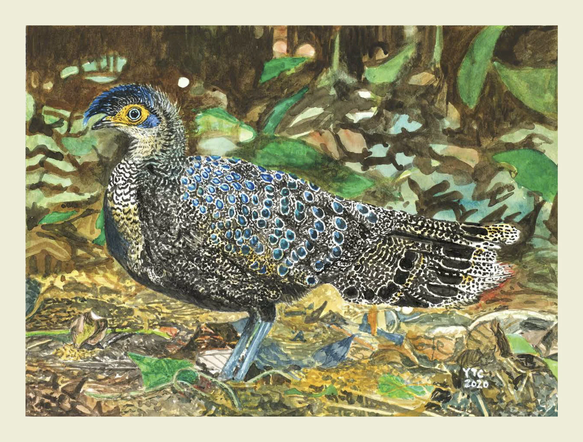 Birds of Malaysia-8a.jpg
