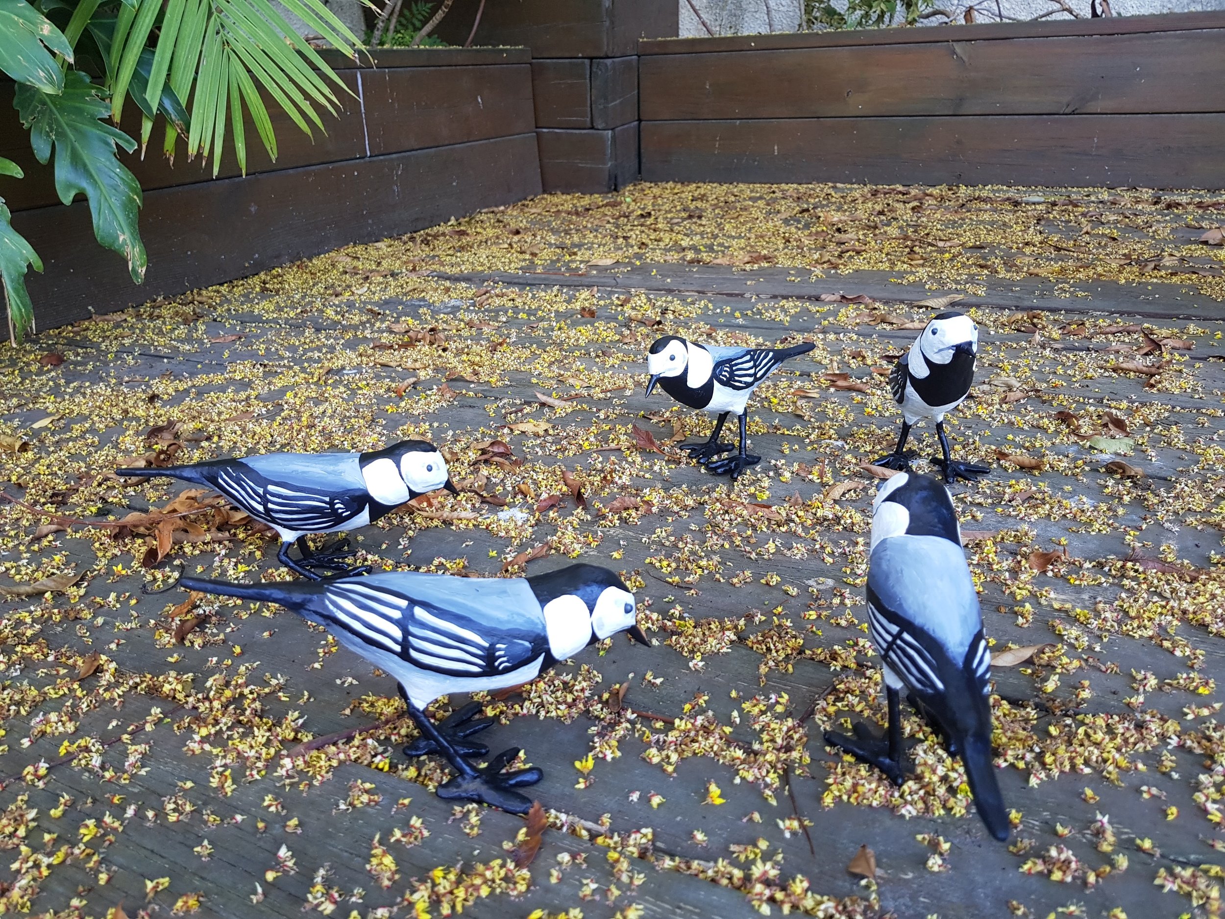 חמישה נחליאלי על הדק בגינה.jpg