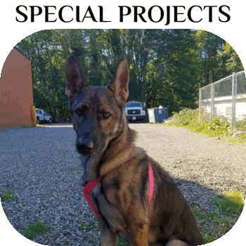 Special Projects