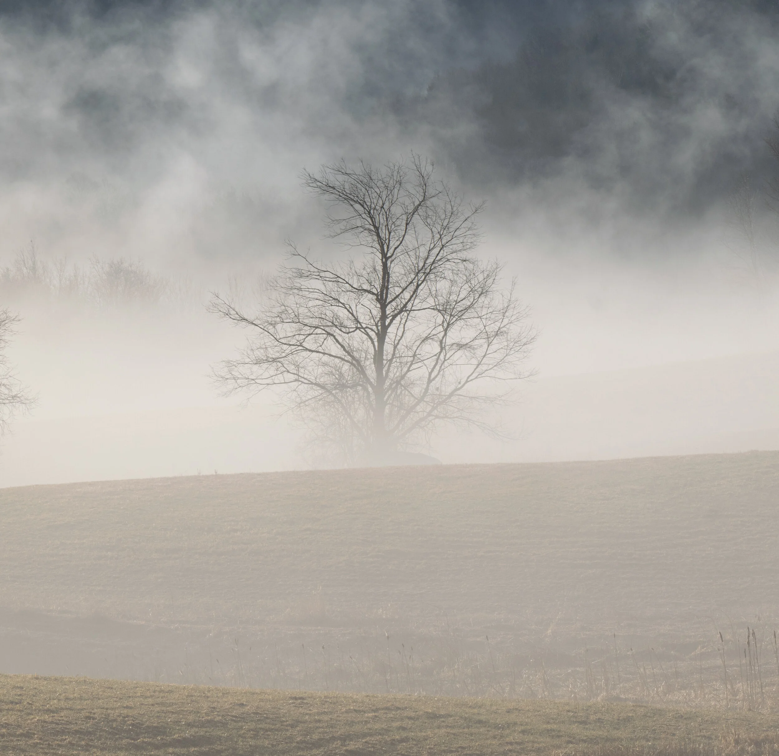 Tree Through the Fog