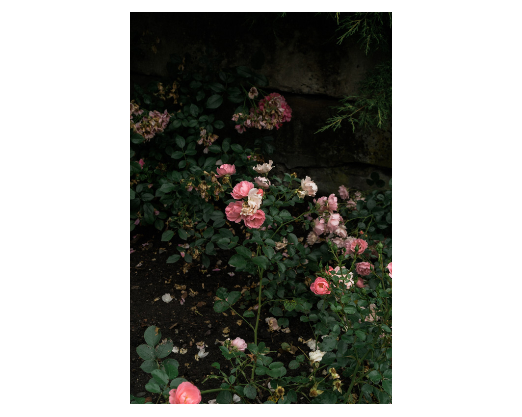 Rose Garden Print $17.50 - $30.00