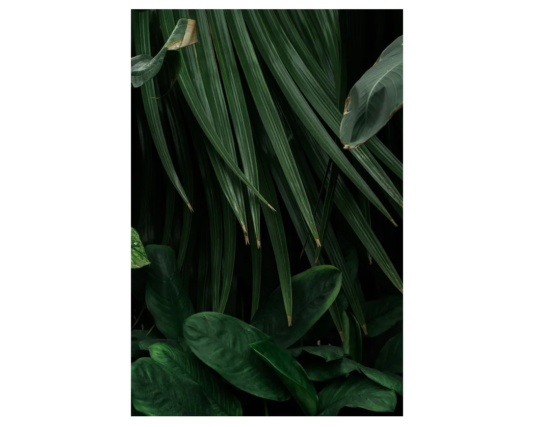 Palms Print $17.50 - $30.00