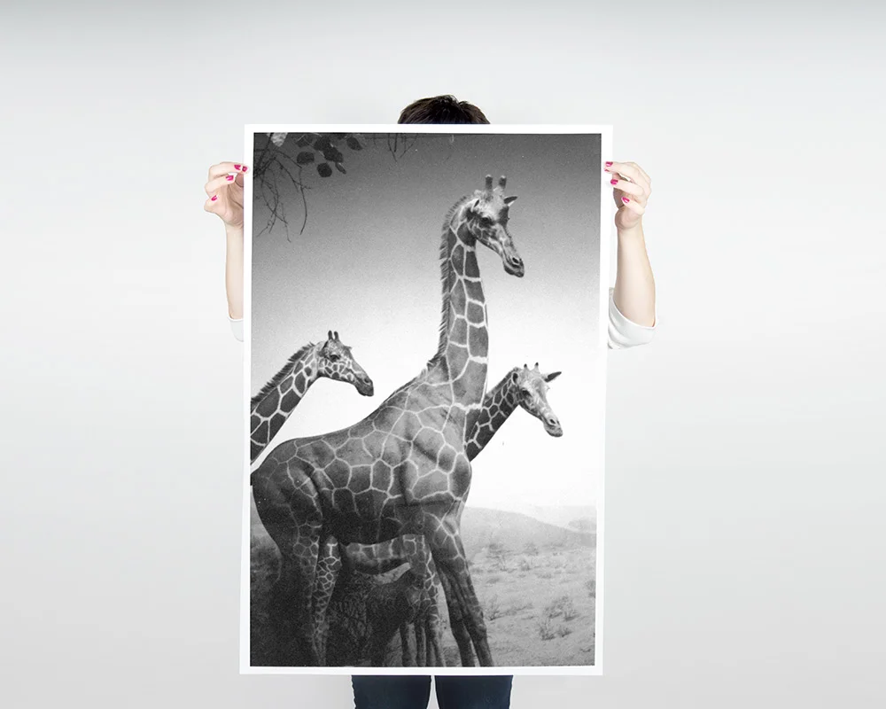 B/W Giraffes Poster $25.00 - $32.50