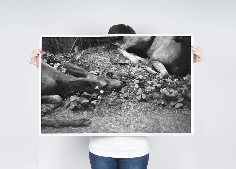 B/W Resting Poster $25.00 - $32.50