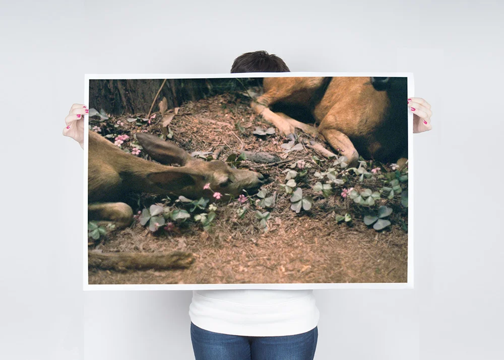 Color Resting Poster $32.50 - $42.50