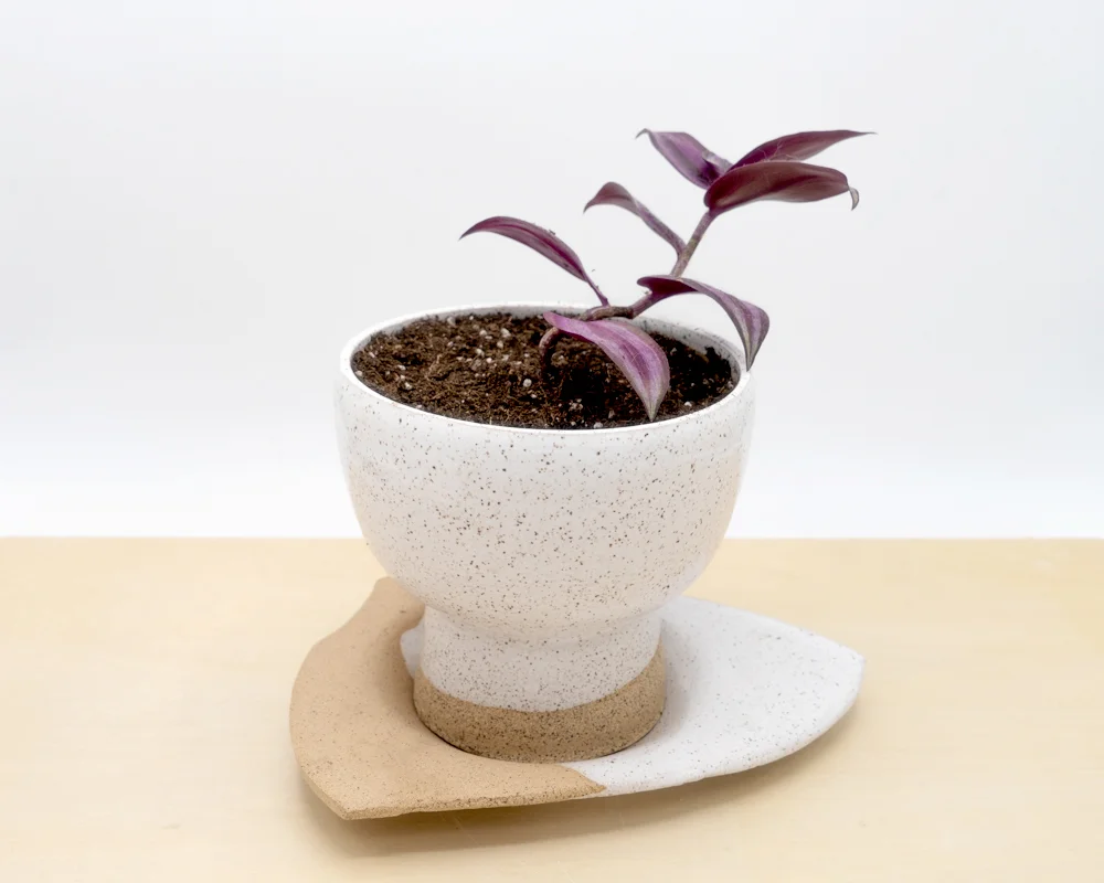 Planter with Amorph Dish-1.jpg