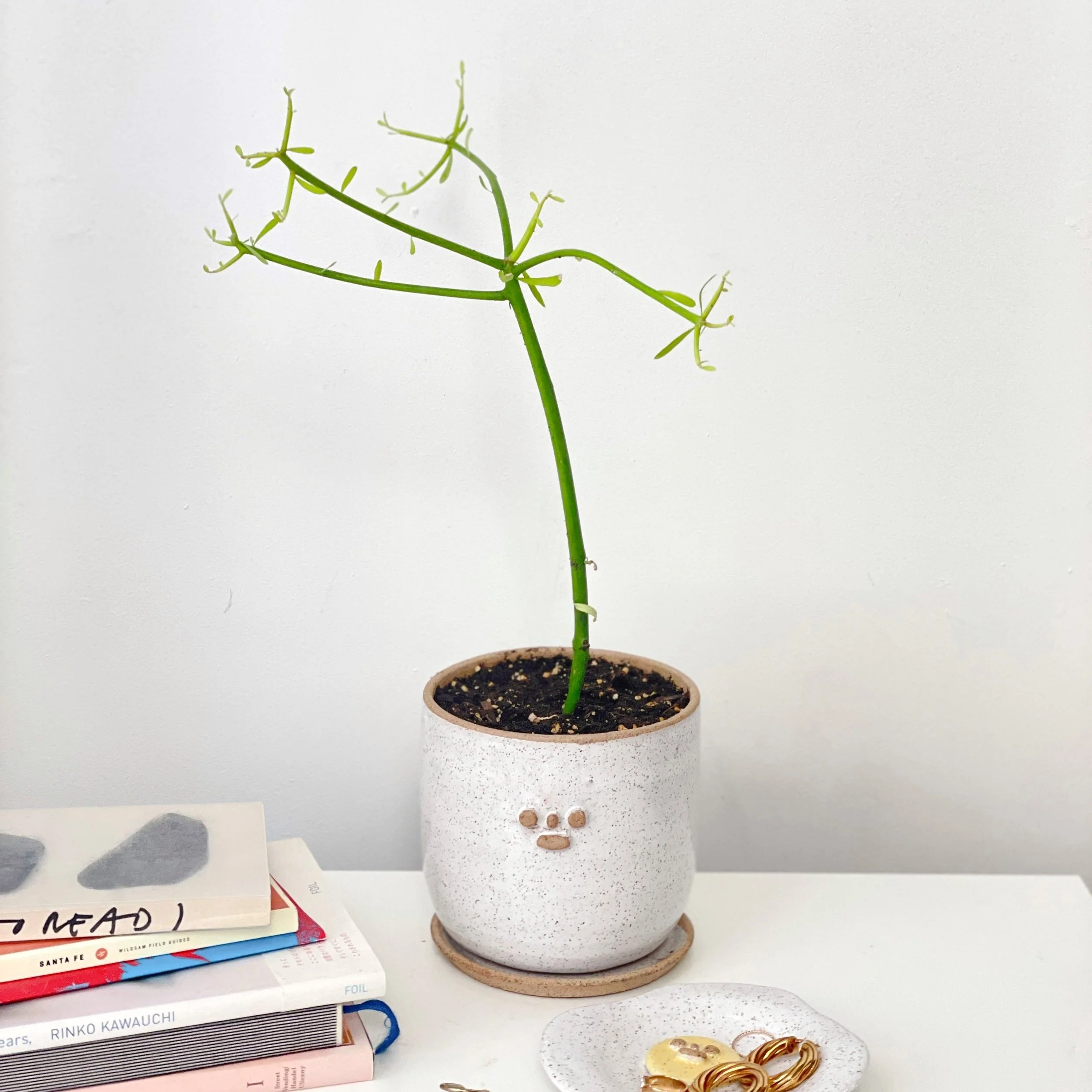 Pedrolino Planter w/ Drainage & water dish