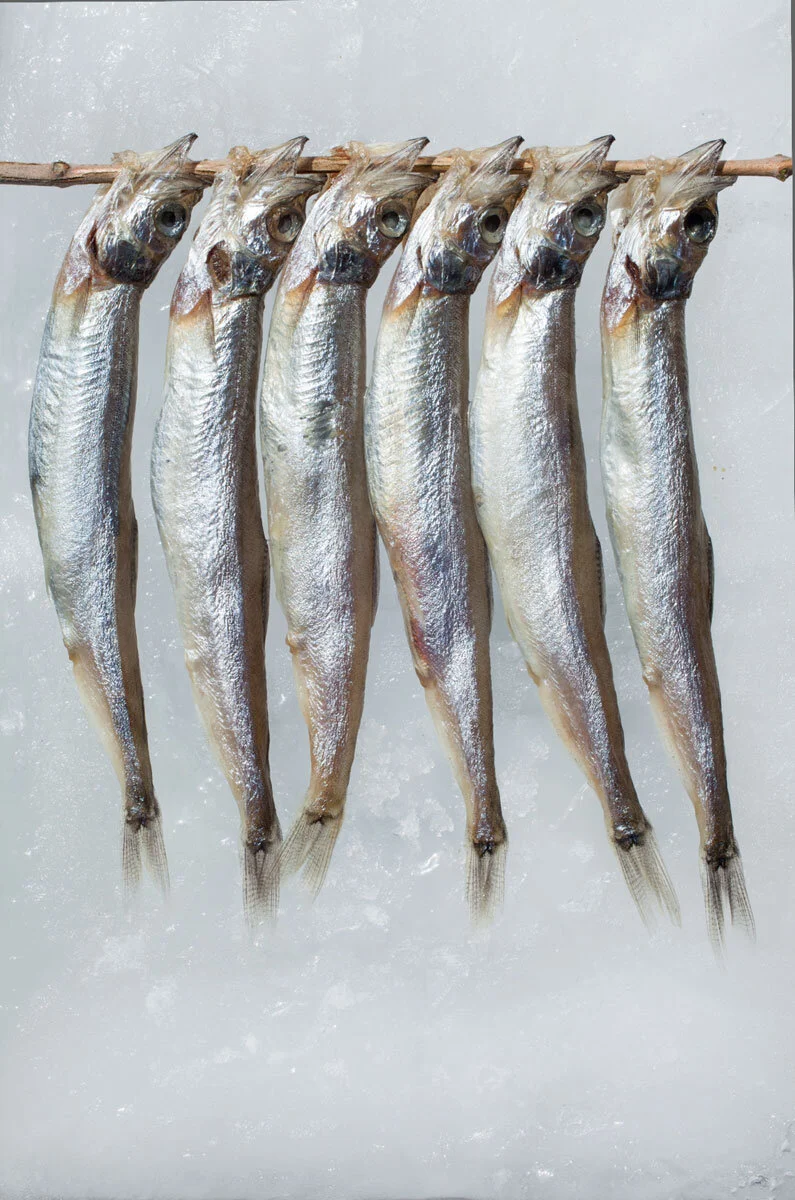 fishbranch2.jpg
