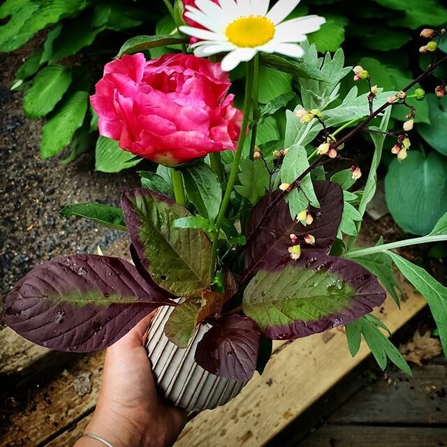 Peony season just hit the hillside.