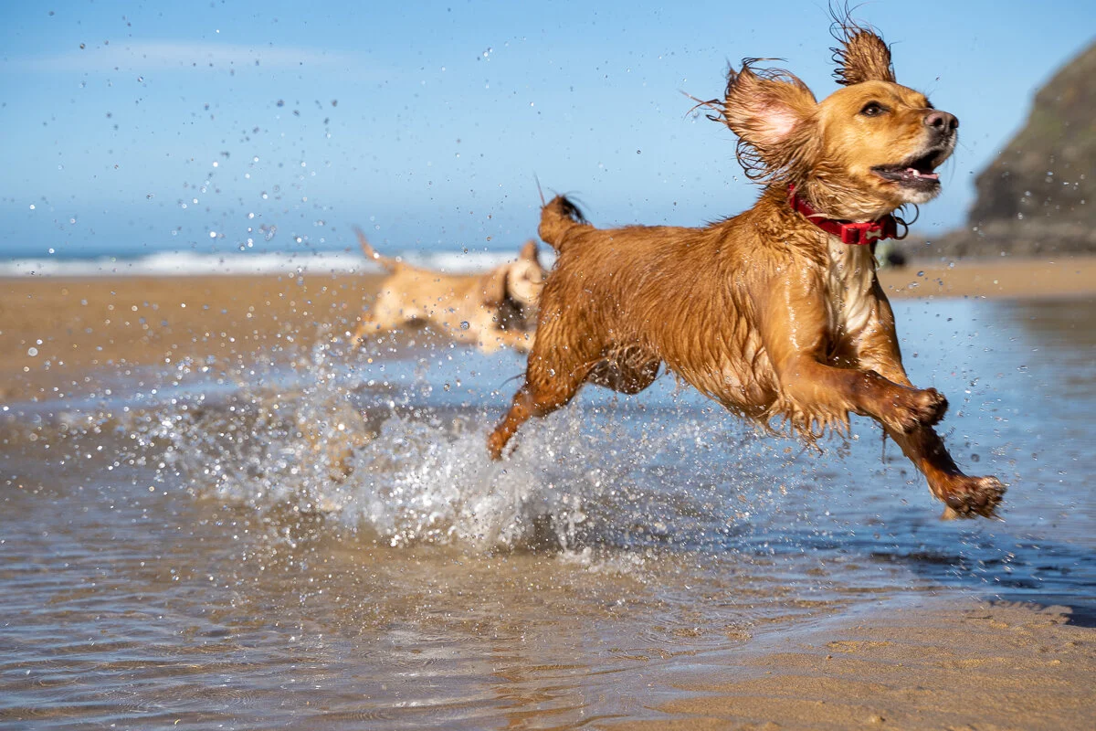 BRAND PHOTOGRAPHY - MAWGAN PORTH - THE PARK, CORNWALL