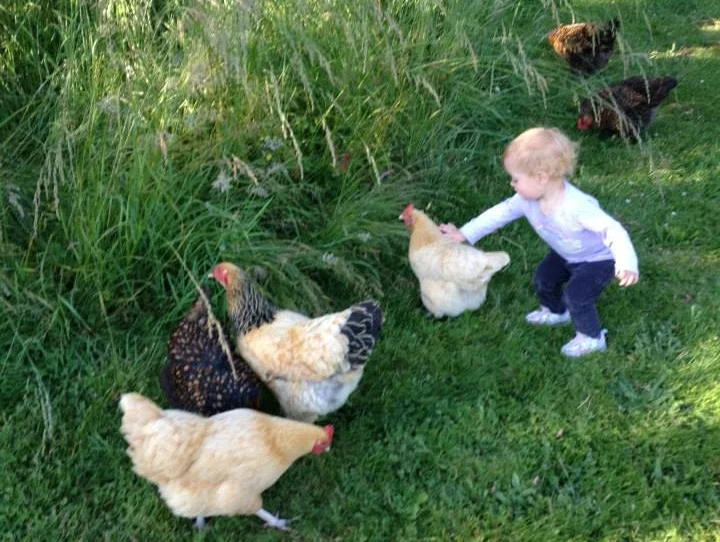 Original Flock